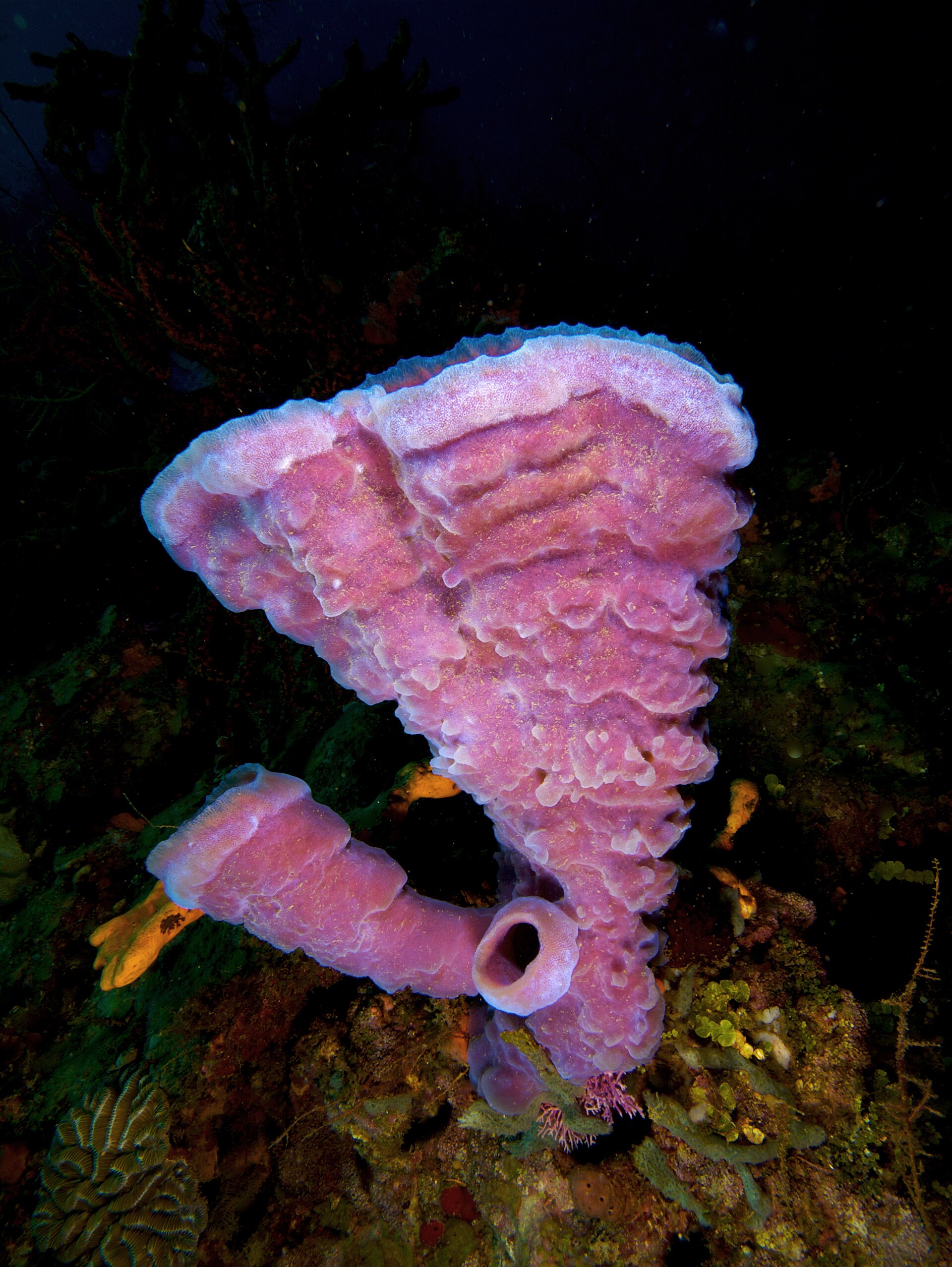 Photo of Branching vase sponge (Callyspongia vaginalis)