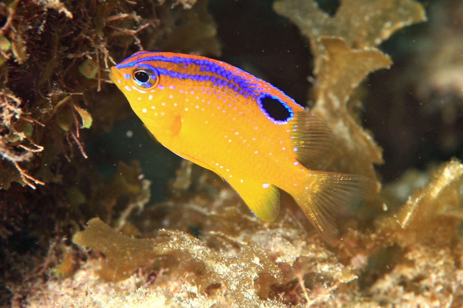 Photo de Damoiselle à long flanc (Stegastes diencaeus)