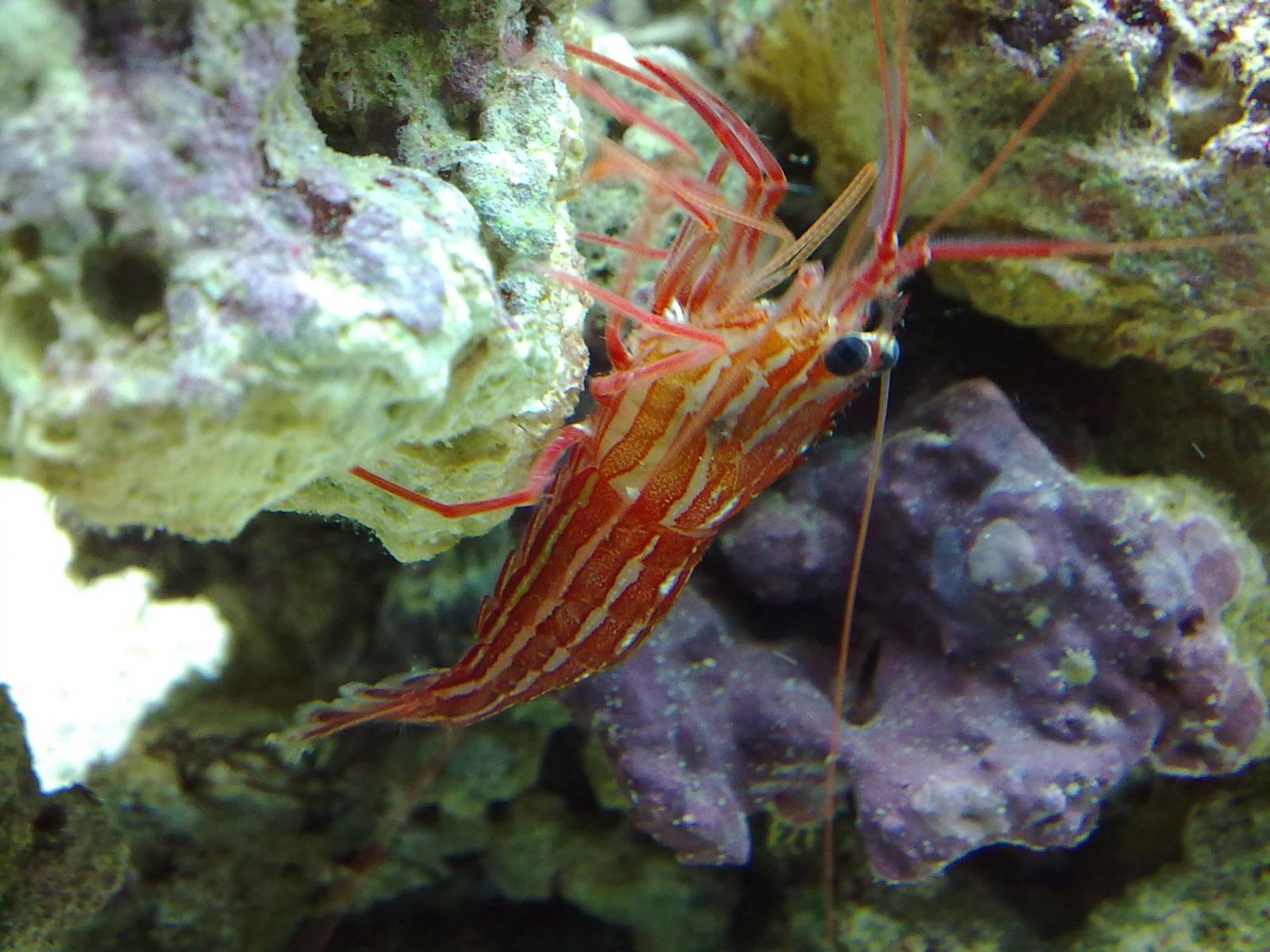 Photo of Mediterranean shrimp (Lysmata seticaudata)