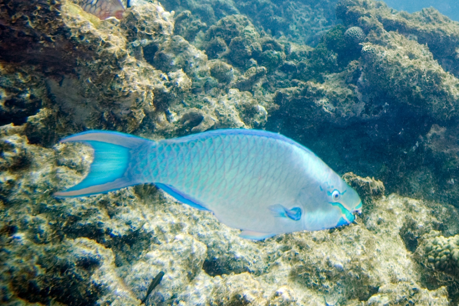 Foto de Pez loro reina (Scarus vetula)