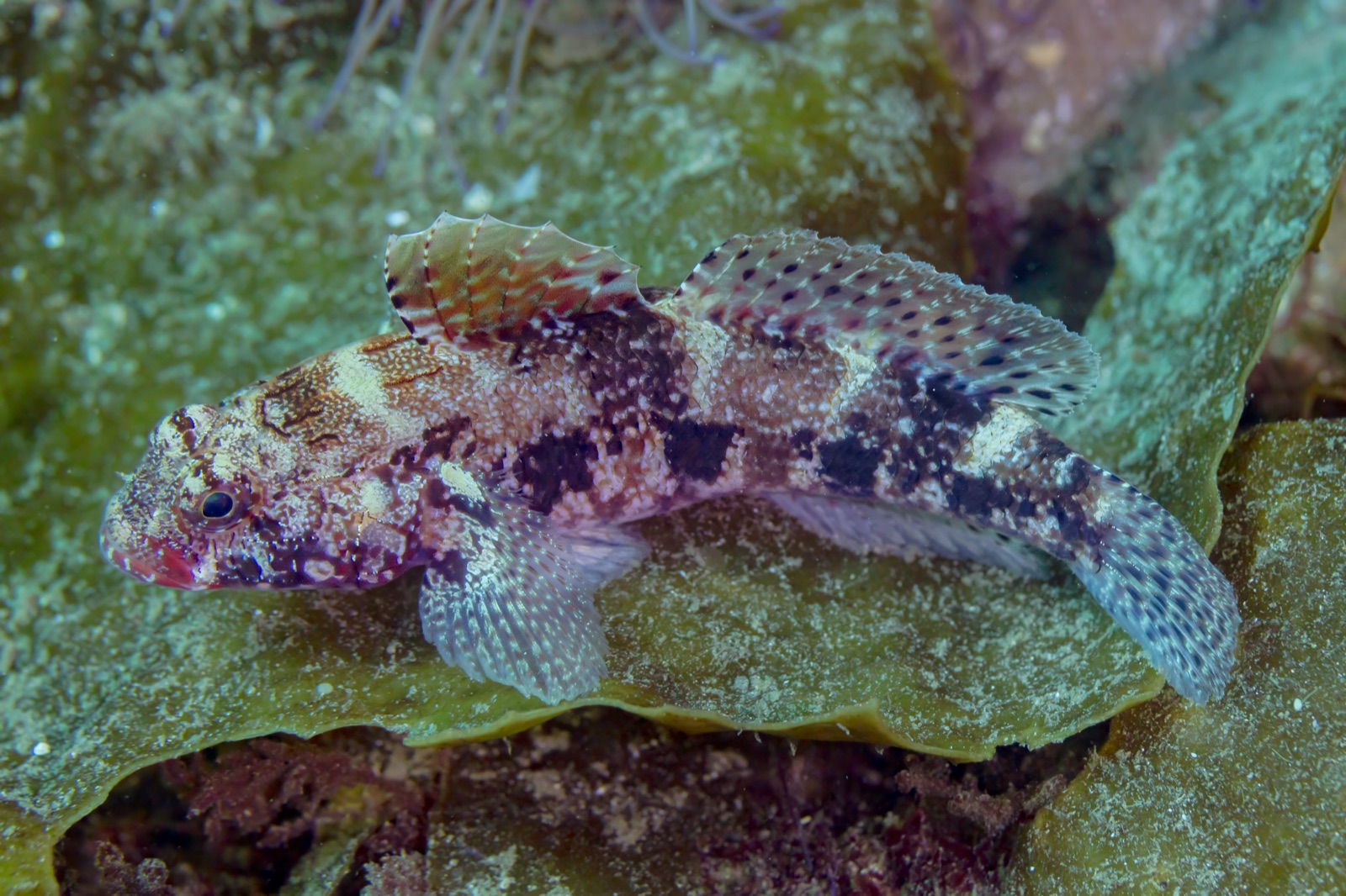 Photo of Red-mouthed goby (Gobius cruentatus)