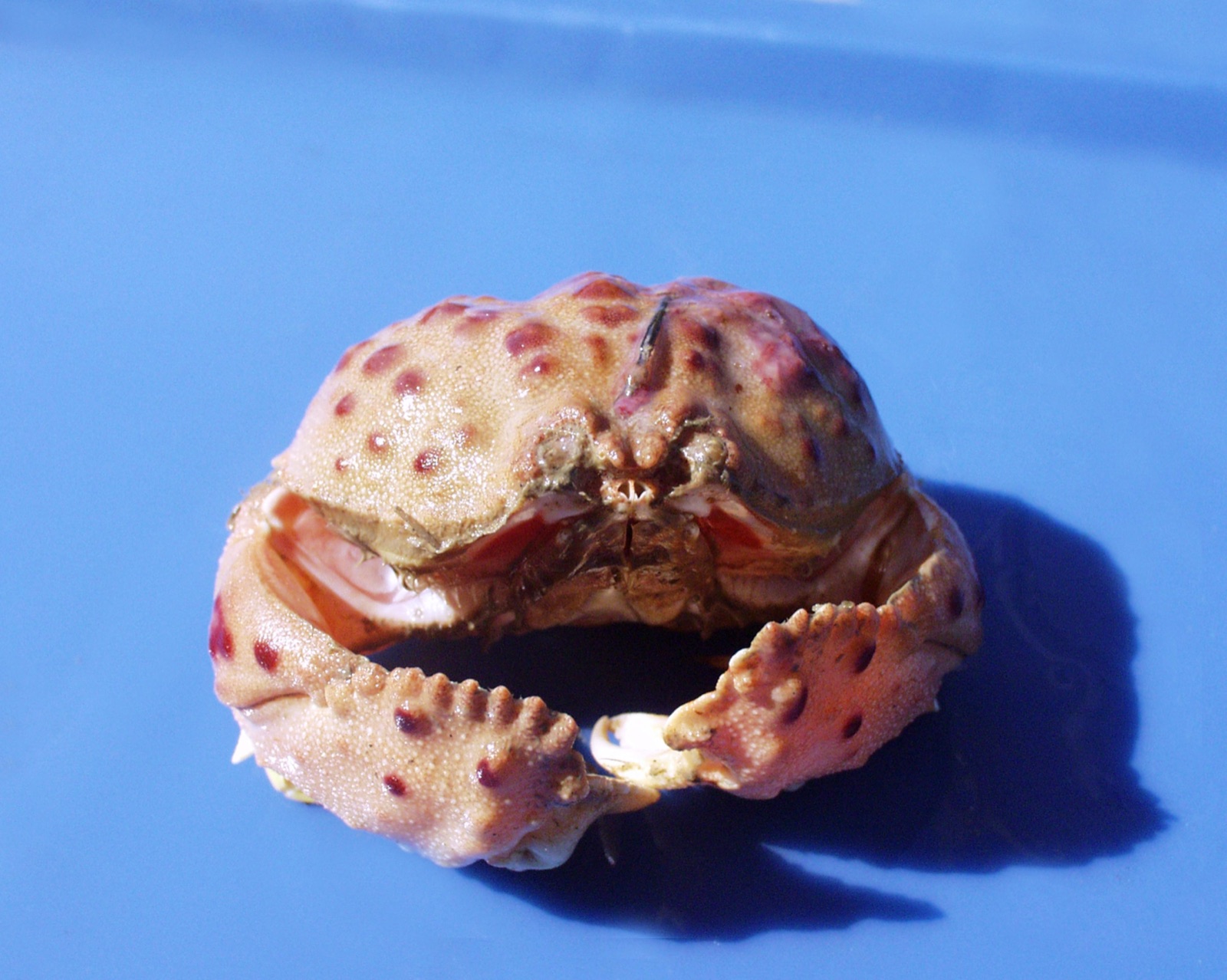 Photo of Shame-faced crab (Calappa granulata)