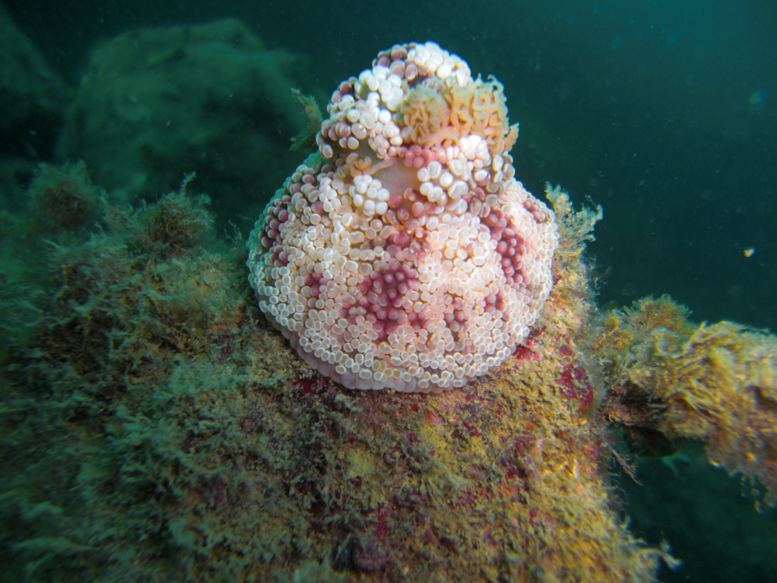 Photo of Berried anemone (Alicia mirabilis)