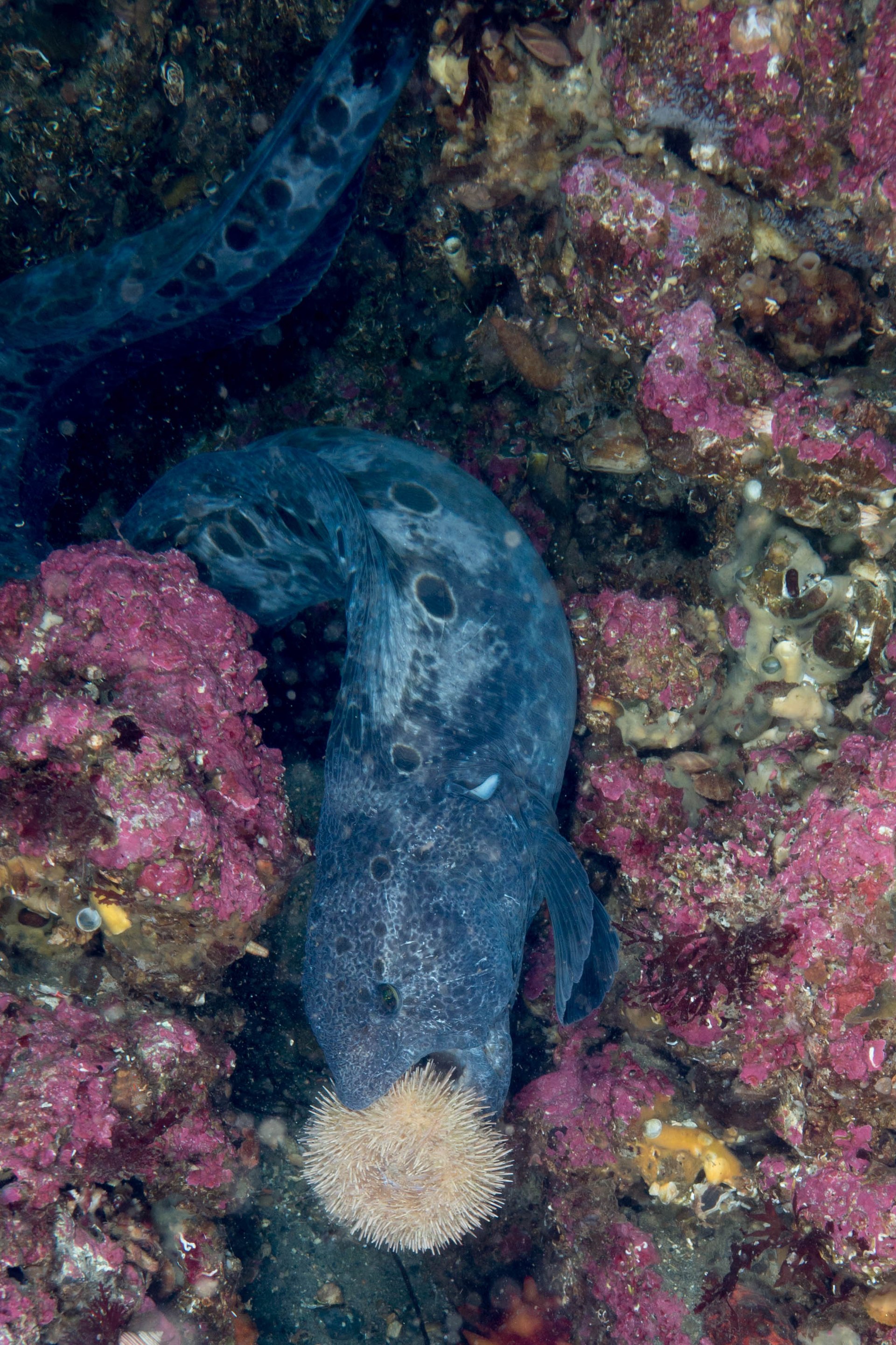 Photo of wolf-eel (Anarrhichthys ocellatus)