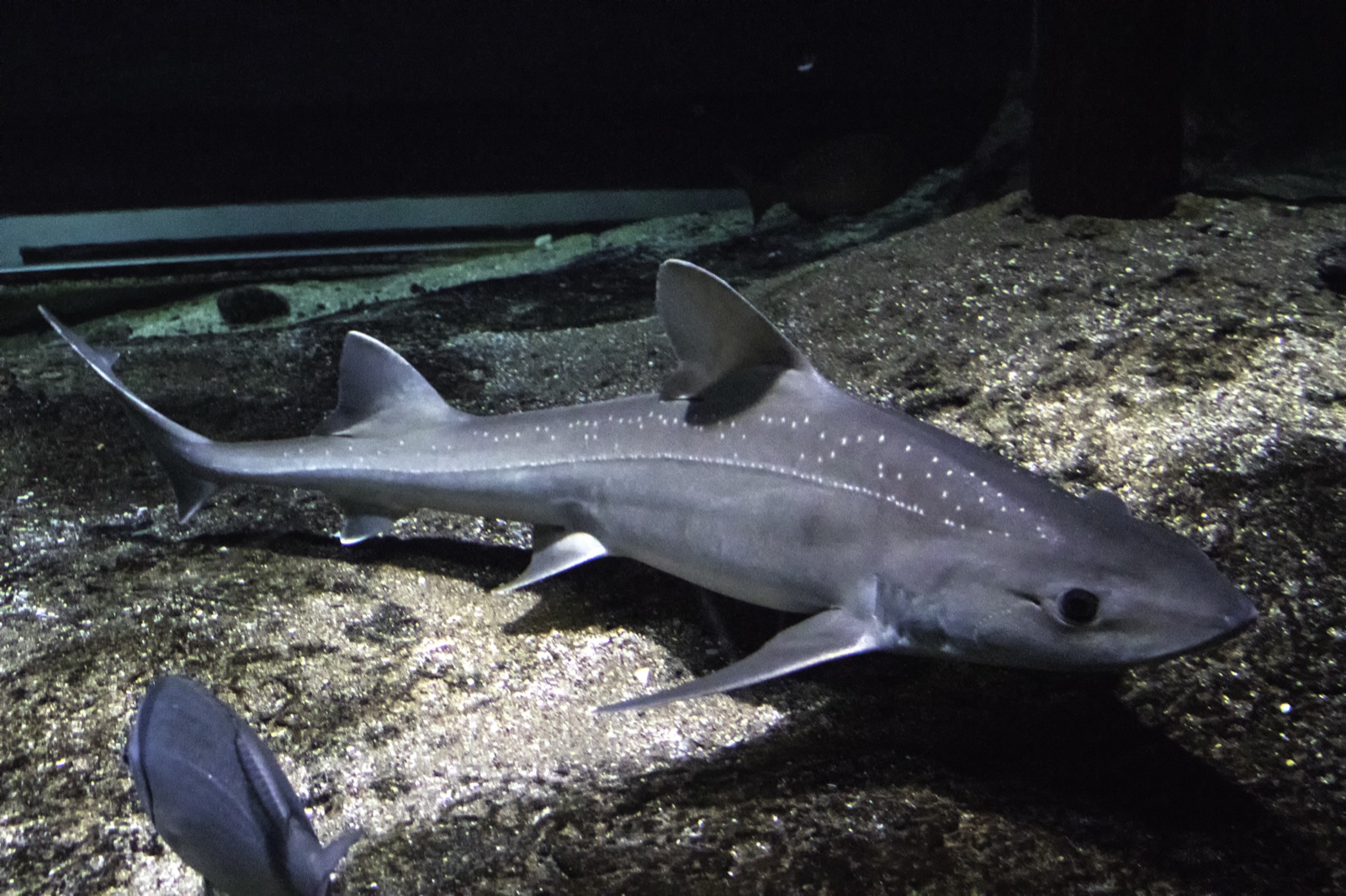 Photo of Starry smooth-hound (Mustelus asterias)