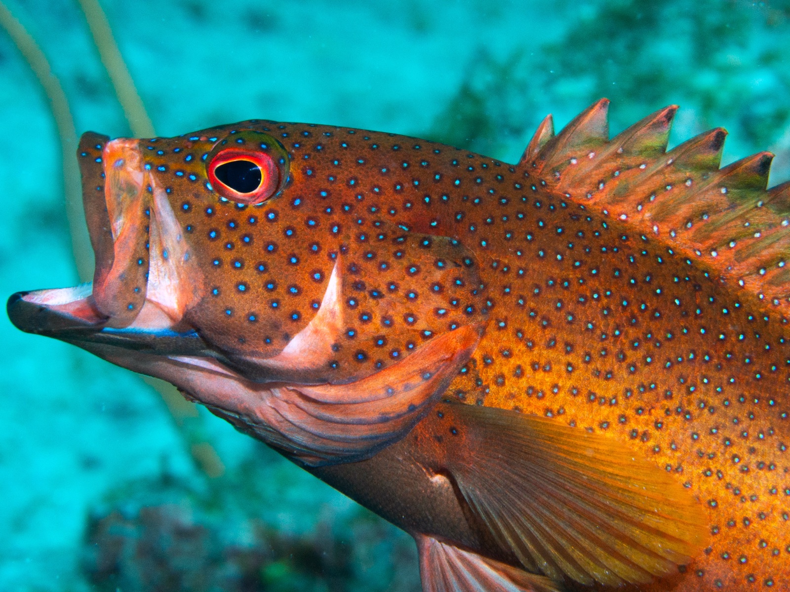 Photo of Coney (Cephalopholis fulva)