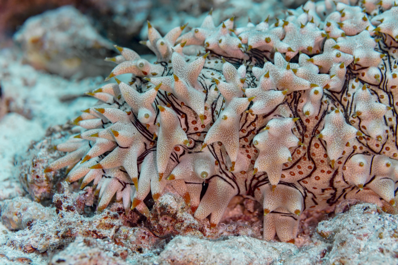 Photo of Prickly redfish (Thelenota ananas)