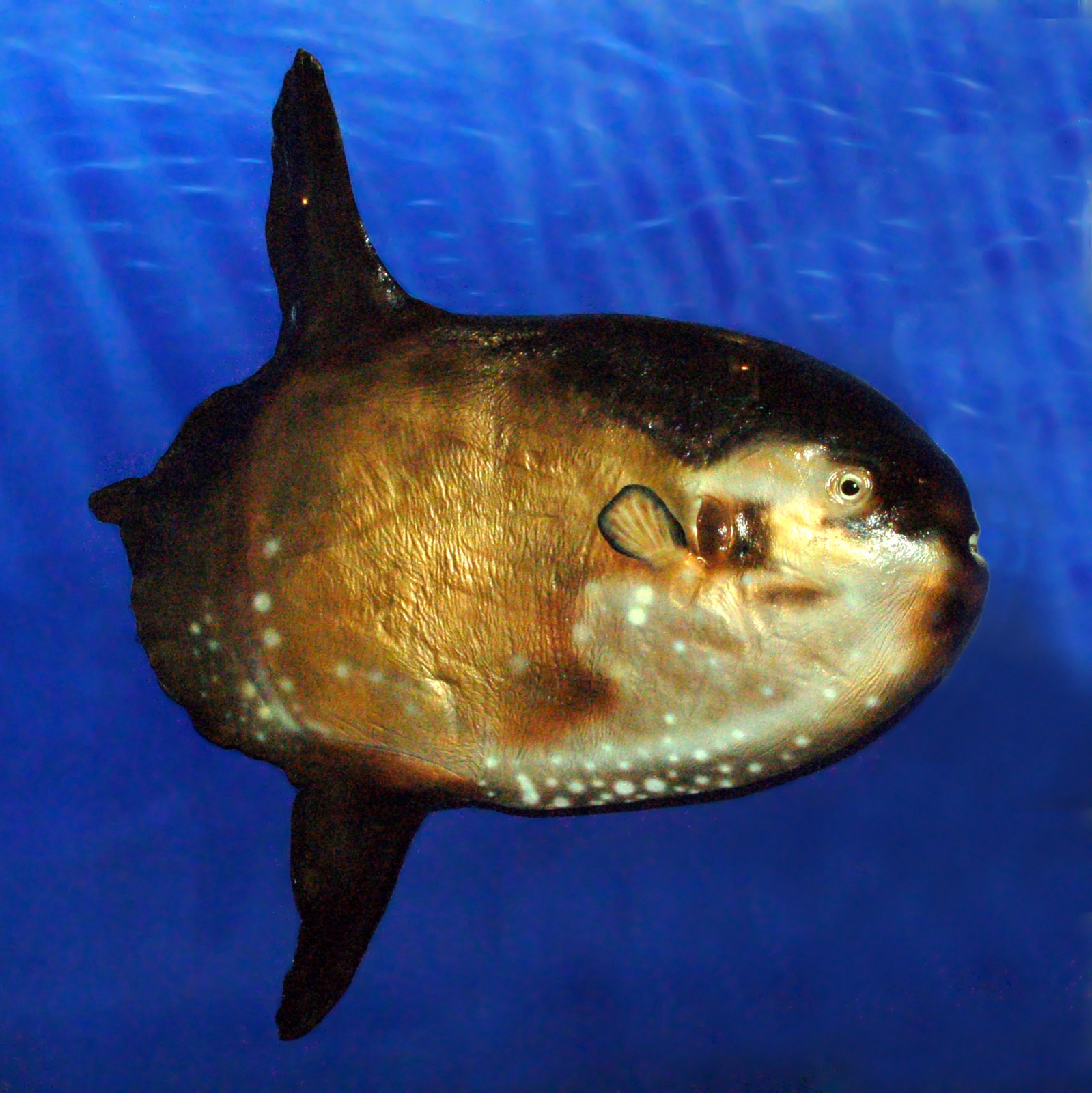 Foto de Mola de cola puntiaguda (Masturus lanceolatus)