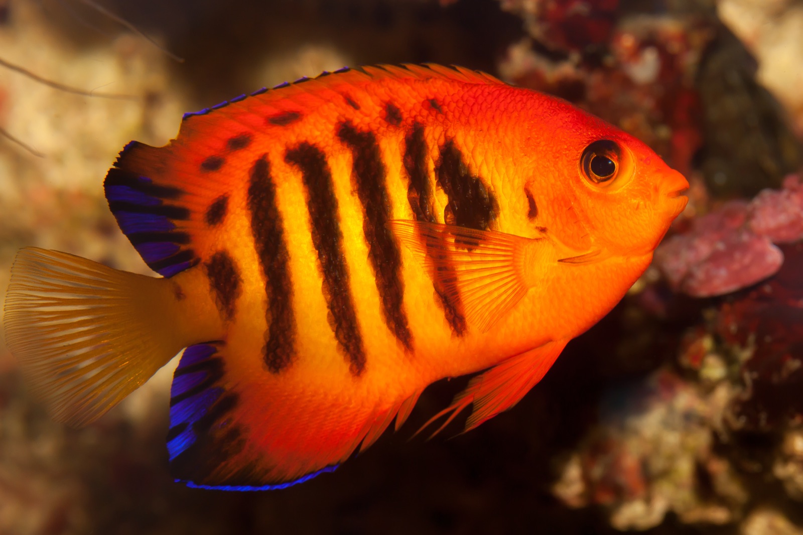 Photo of Flame Angelfish (Centropyge loricula)