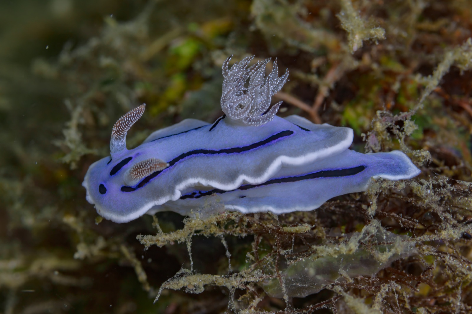 Photo of Willan's chromodoris (Chromodoris willani)