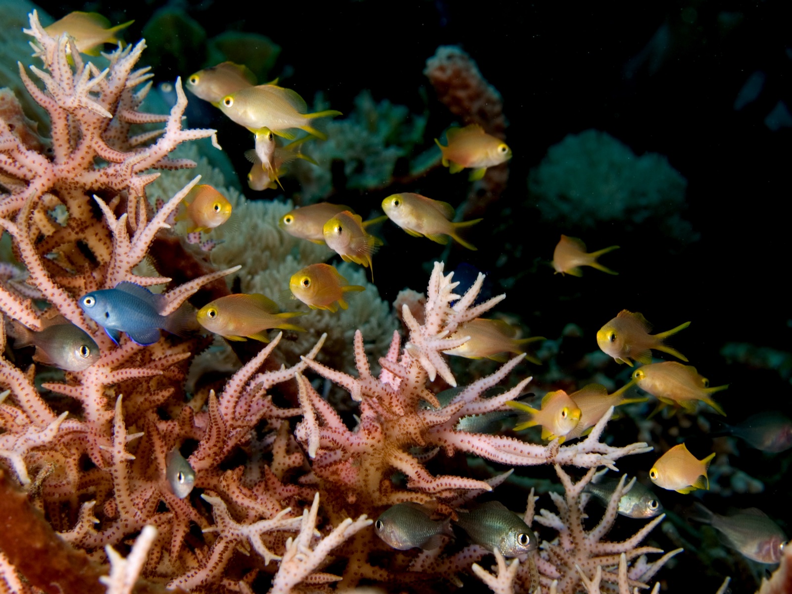 Photo of Bird's nest coral (Seriatopora hystrix)