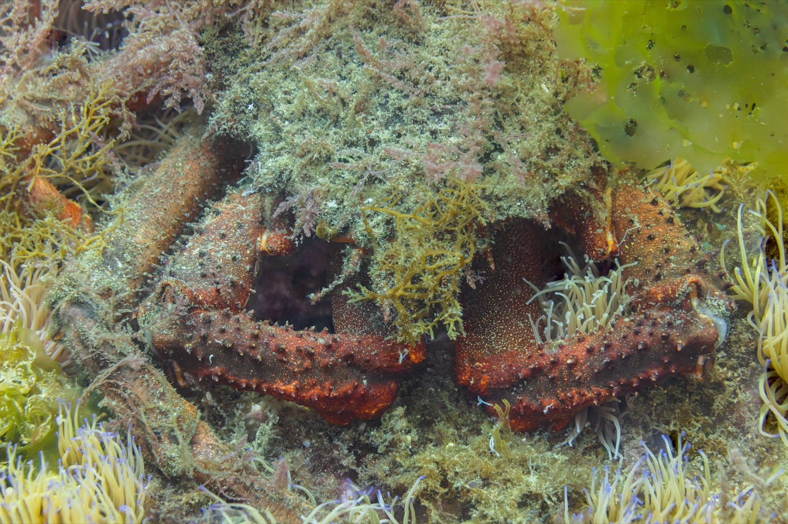 Photo of Common spider crab (Maja squinado)