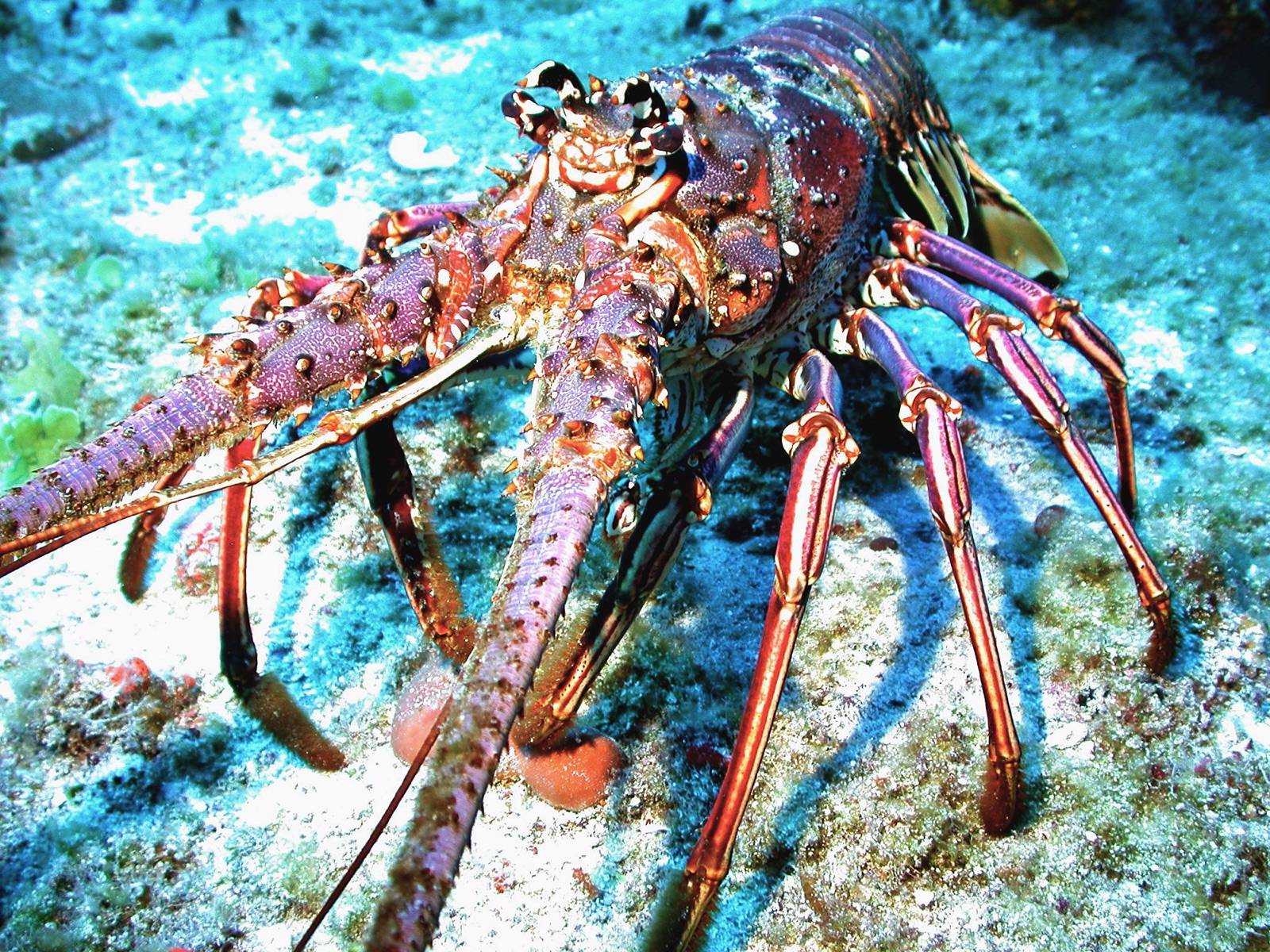 Photo of Caribbean spiny lobster (Panulirus argus)