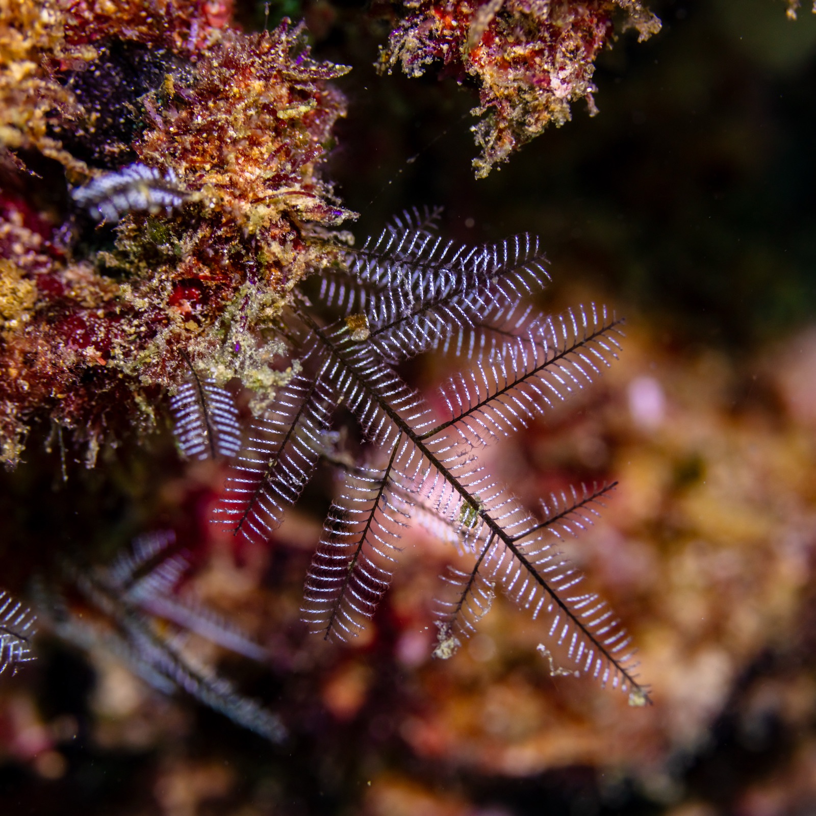 Photo of Stinging hydroid fern (Macrorhynchia philippina)