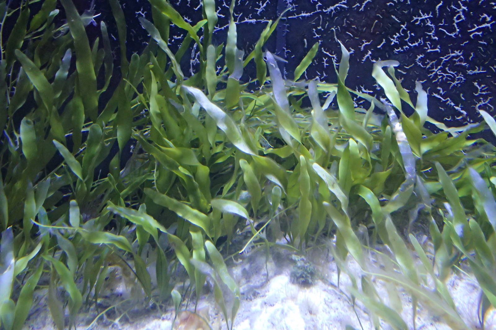 Photo of Leafy caulerpa (Caulerpa prolifera)