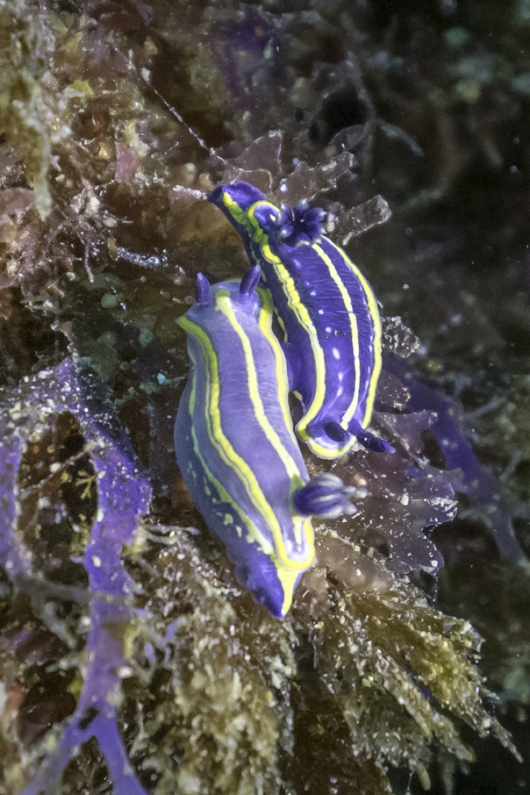 Photo of Tricolor doris (Felimare tricolor)