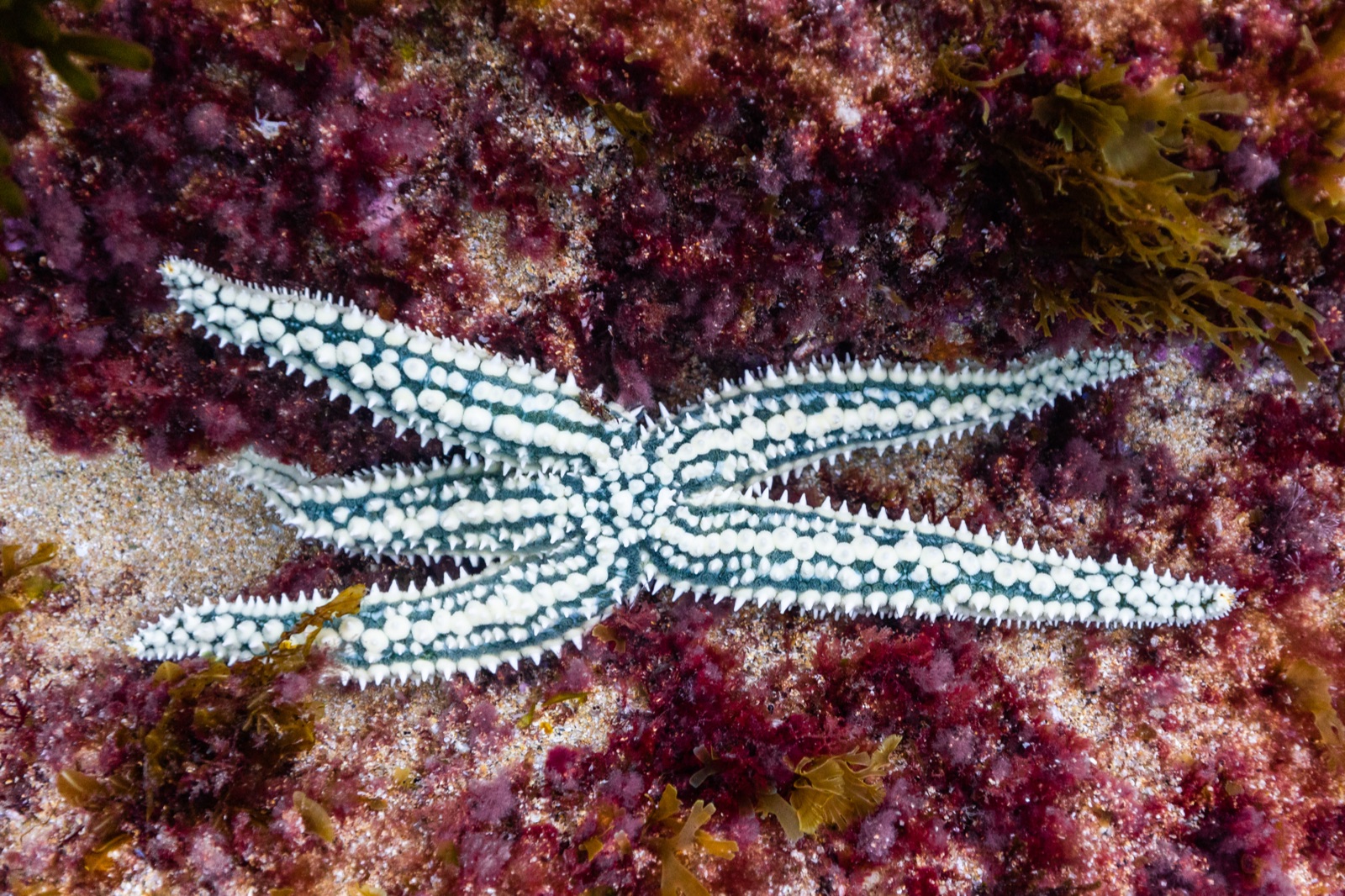 Photo of Spiny sea star (Marthasterias glacialis)