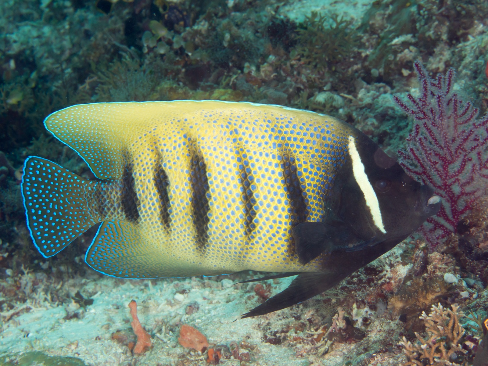 Photo of Six-barred Angelfish (Pomacanthus sexstriatus)