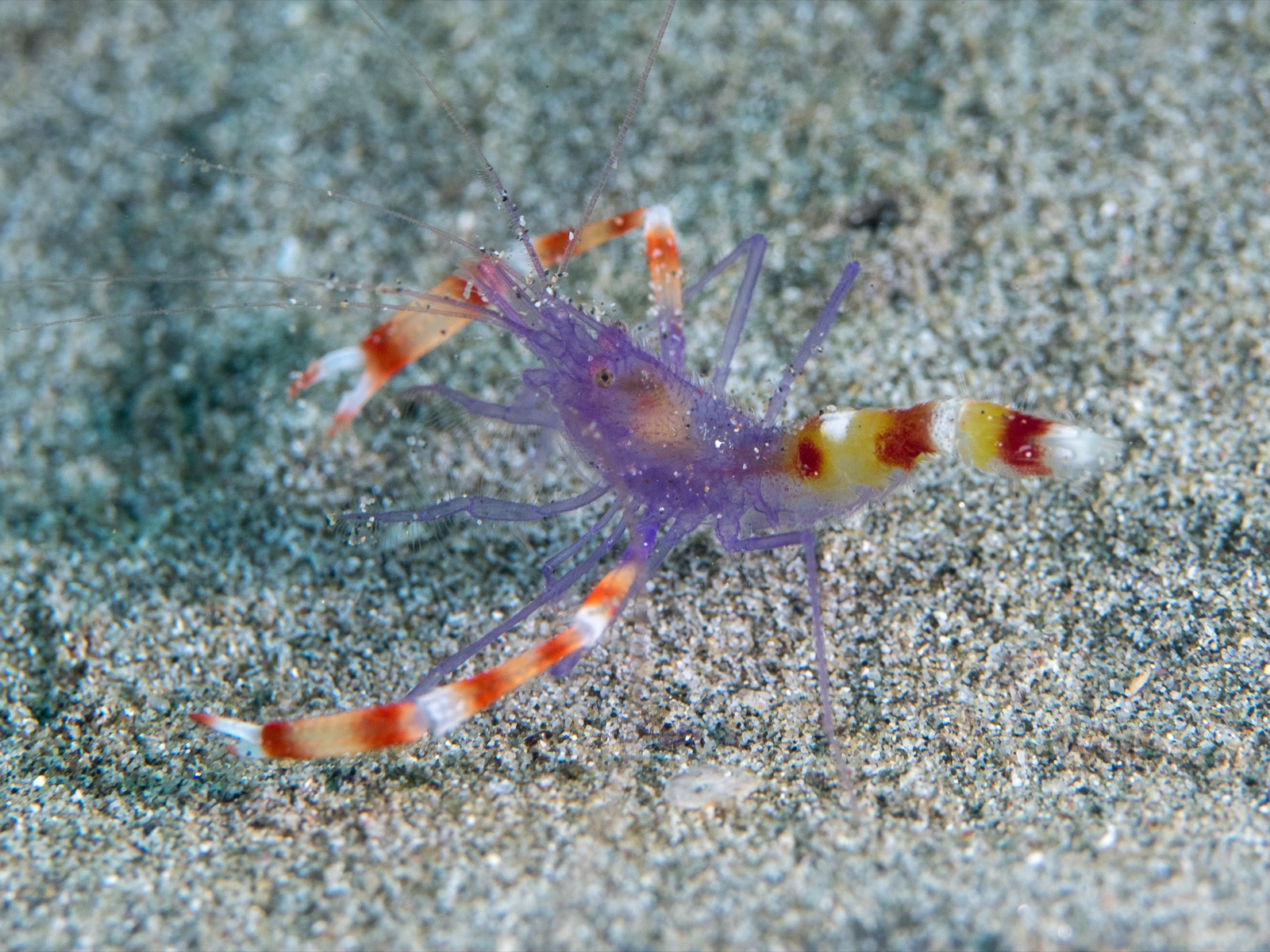 Photo of Blue boxer shrimp (Stenopus tenuirostris)