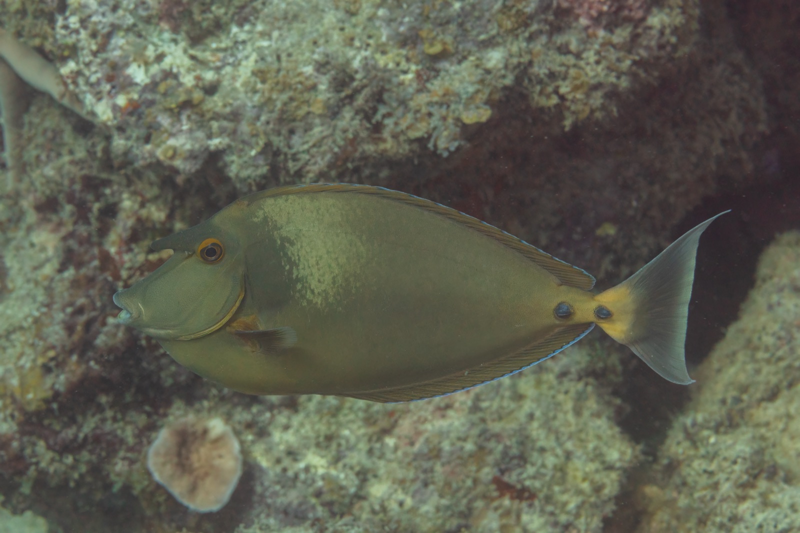 Photo of Unicornfish (Naso unicornis)