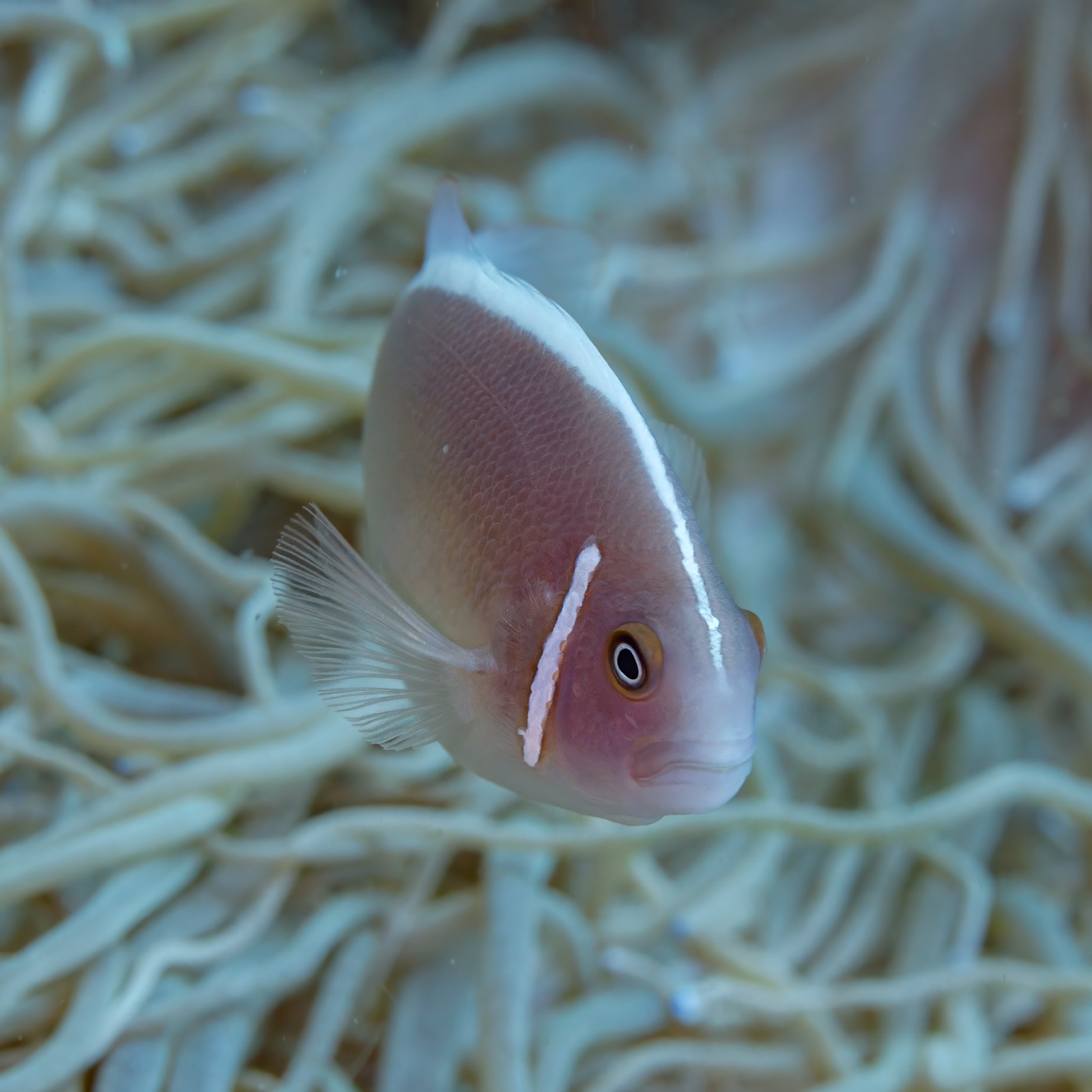 Photo of Pink skunk clownfish (Amphiprion perideraion)