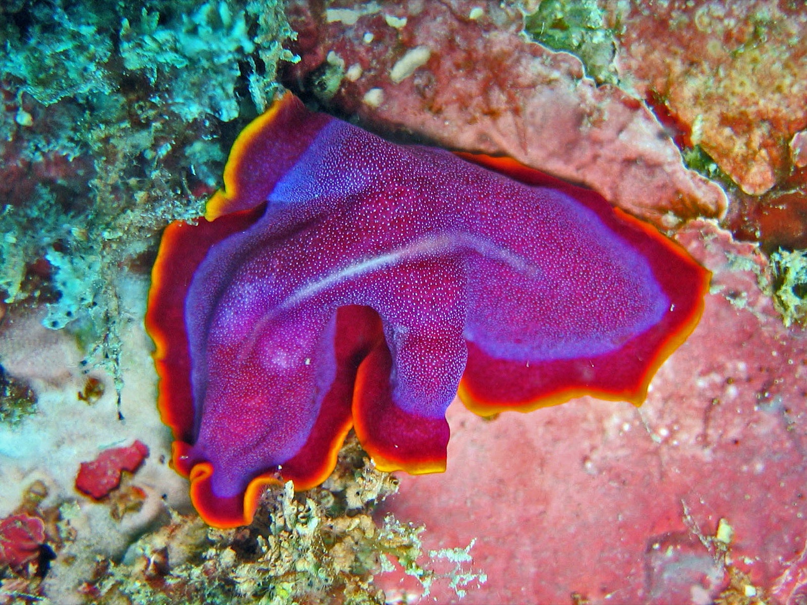 Photo of Rust flatworm (Pseudoceros ferrugineus)