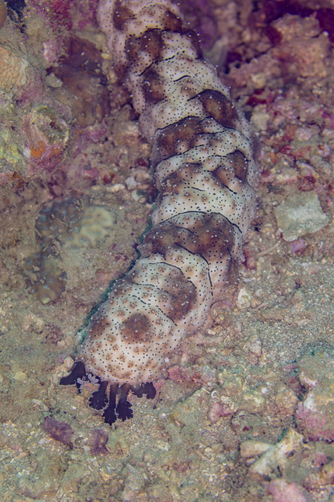 Photo of Giant Black Sea Cucumber (Pearsonothuria graeffei)
