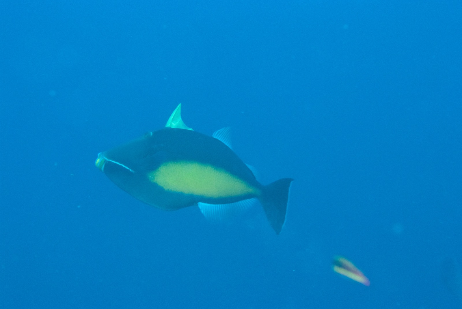 Photo of Orange-sided triggerfish (Sufflamen verres)