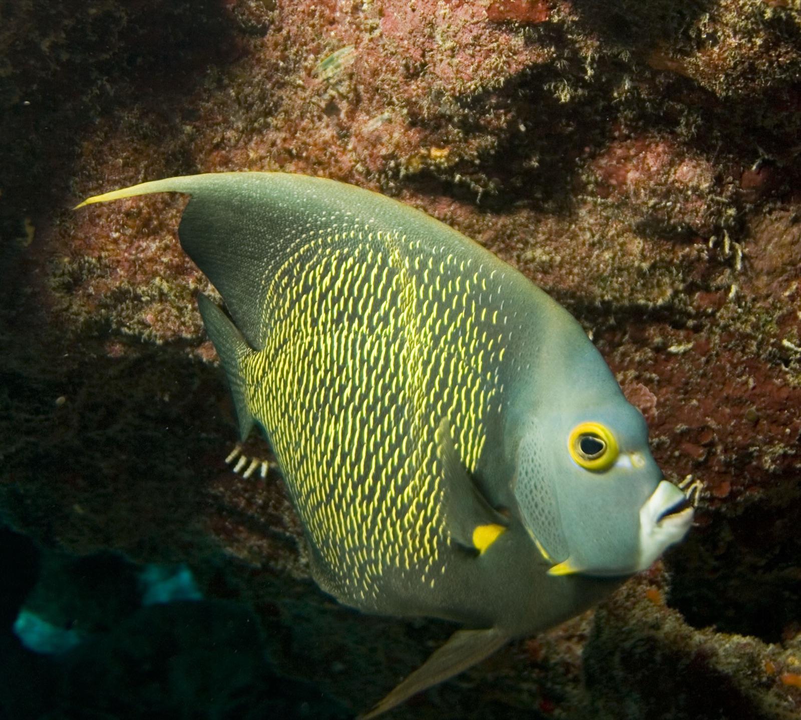 Photo of French angelfish (Pomacanthus paru)