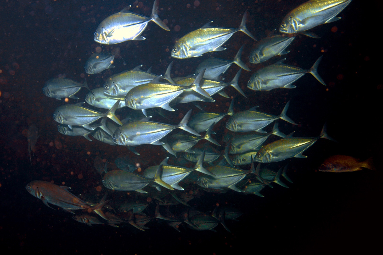 Photo of Pacific crevalle jack (Caranx caninus)