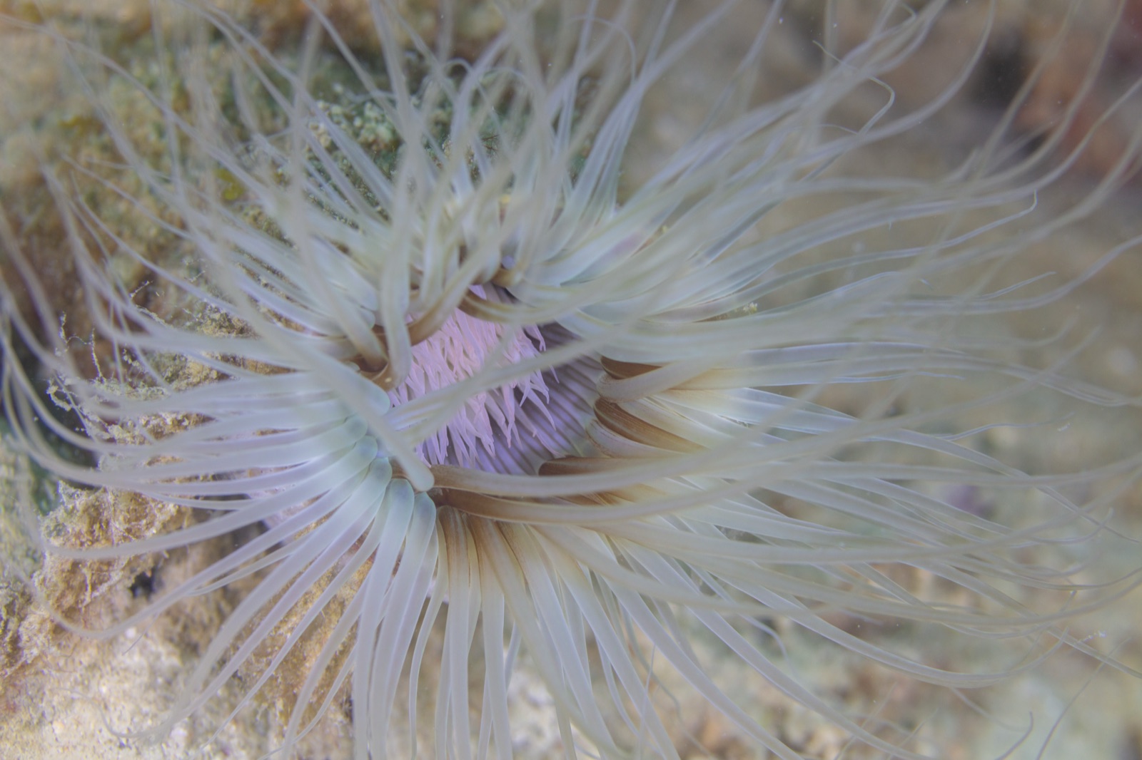 Photo of Tube-dwelling anemone (Pachycerianthus fimbriatus)
