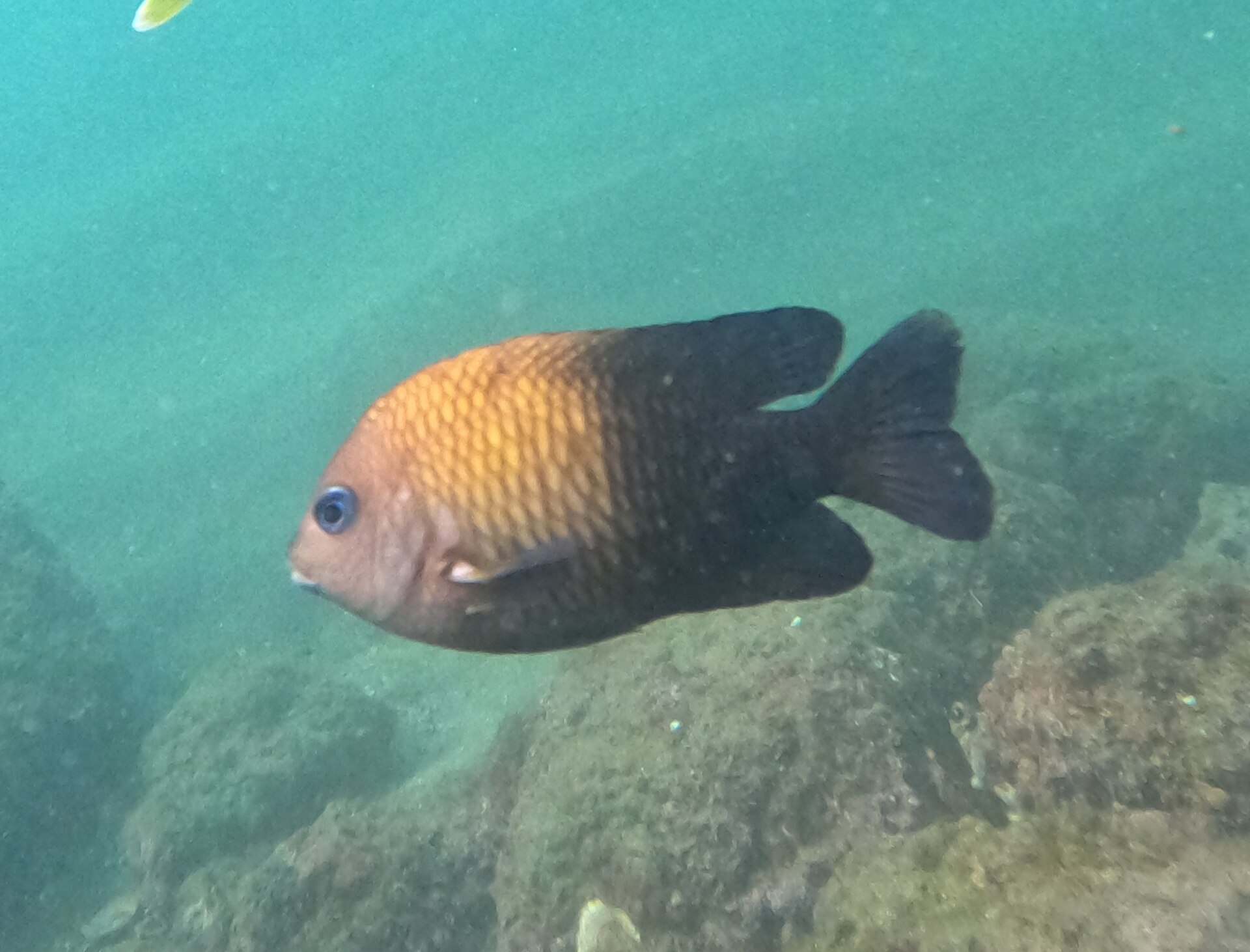Photo of Acapulco damselfish (Stegastes acapulcoensis)