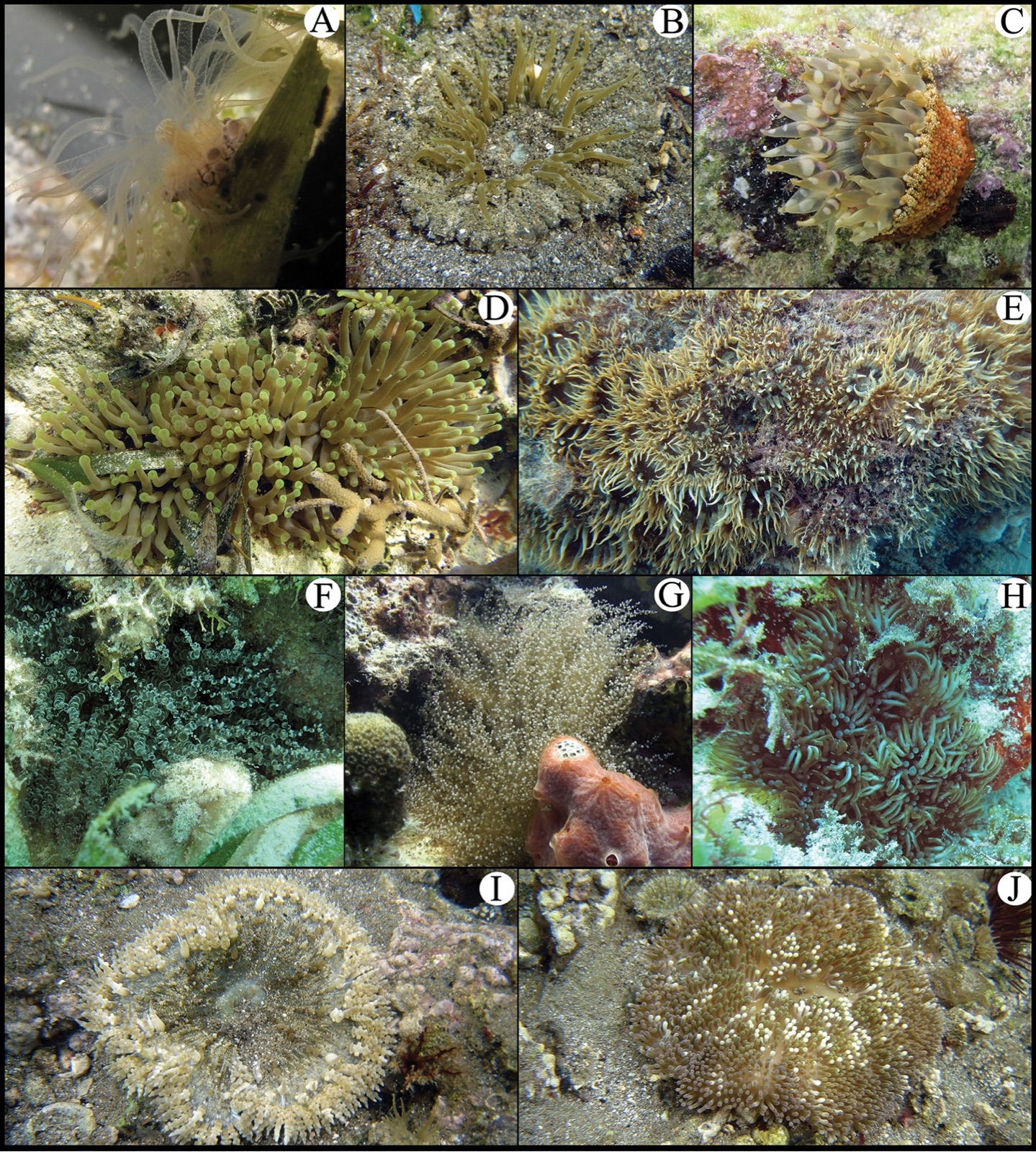 Photo of Corkscrew anemone (Bartholomea annulata)