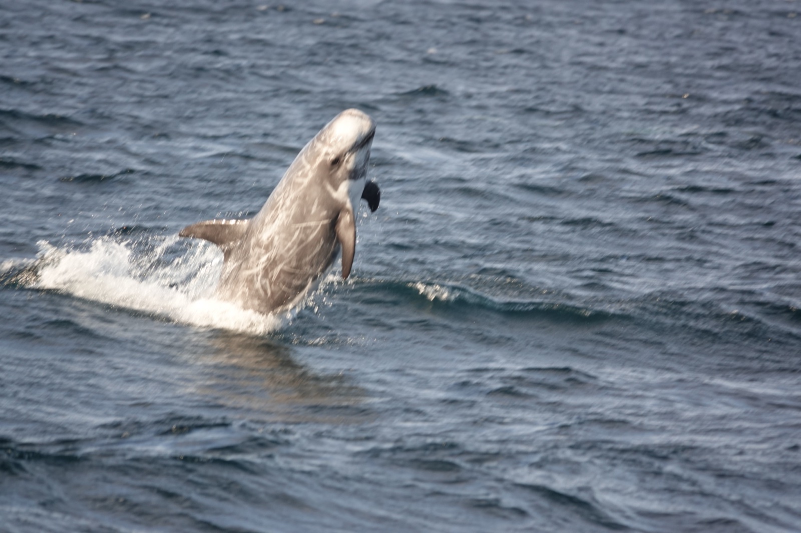 Photo of Risso's Dolphin (Grampus griseus)