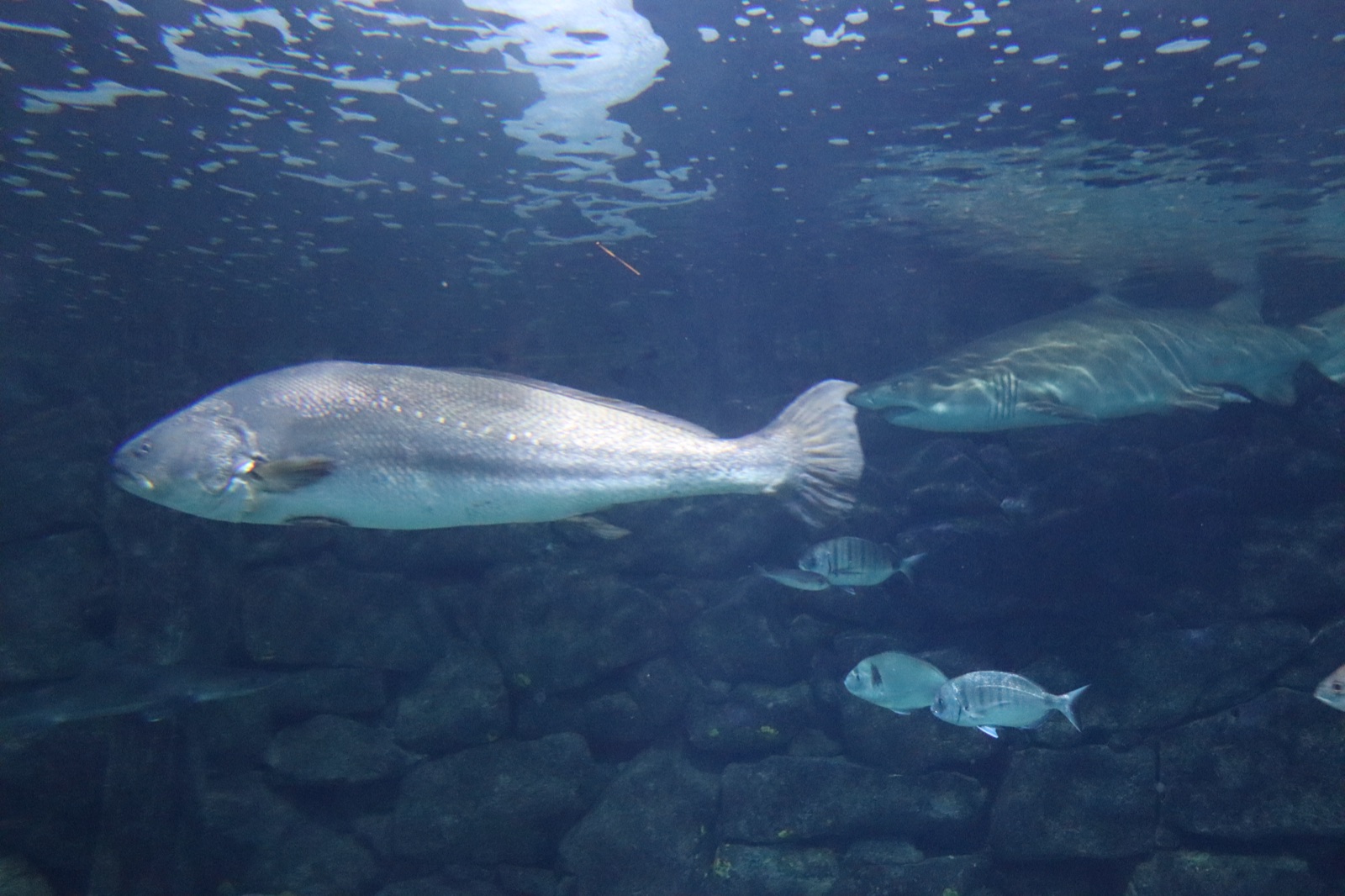 Foto de Corvina (Argyrosomus regius)