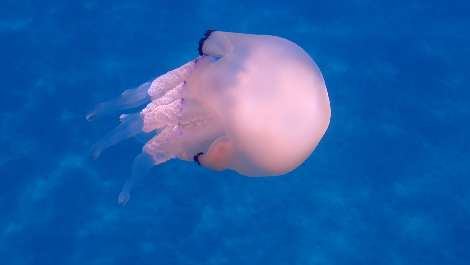 Photo of Barrel jellyfish (Rhizostoma pulmo)