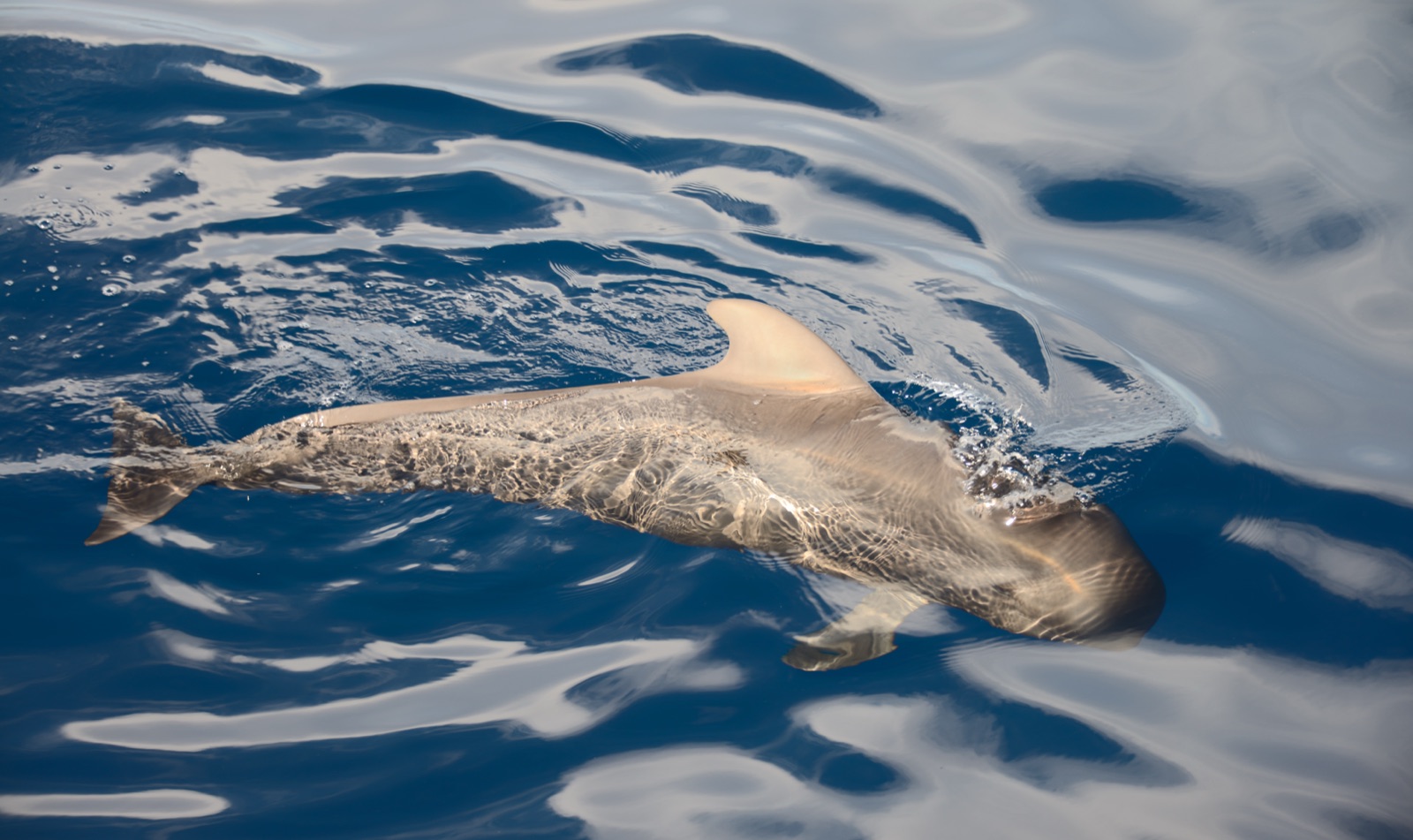 Photo of Short-finned pilot whale (Globicephala macrorhynchus)