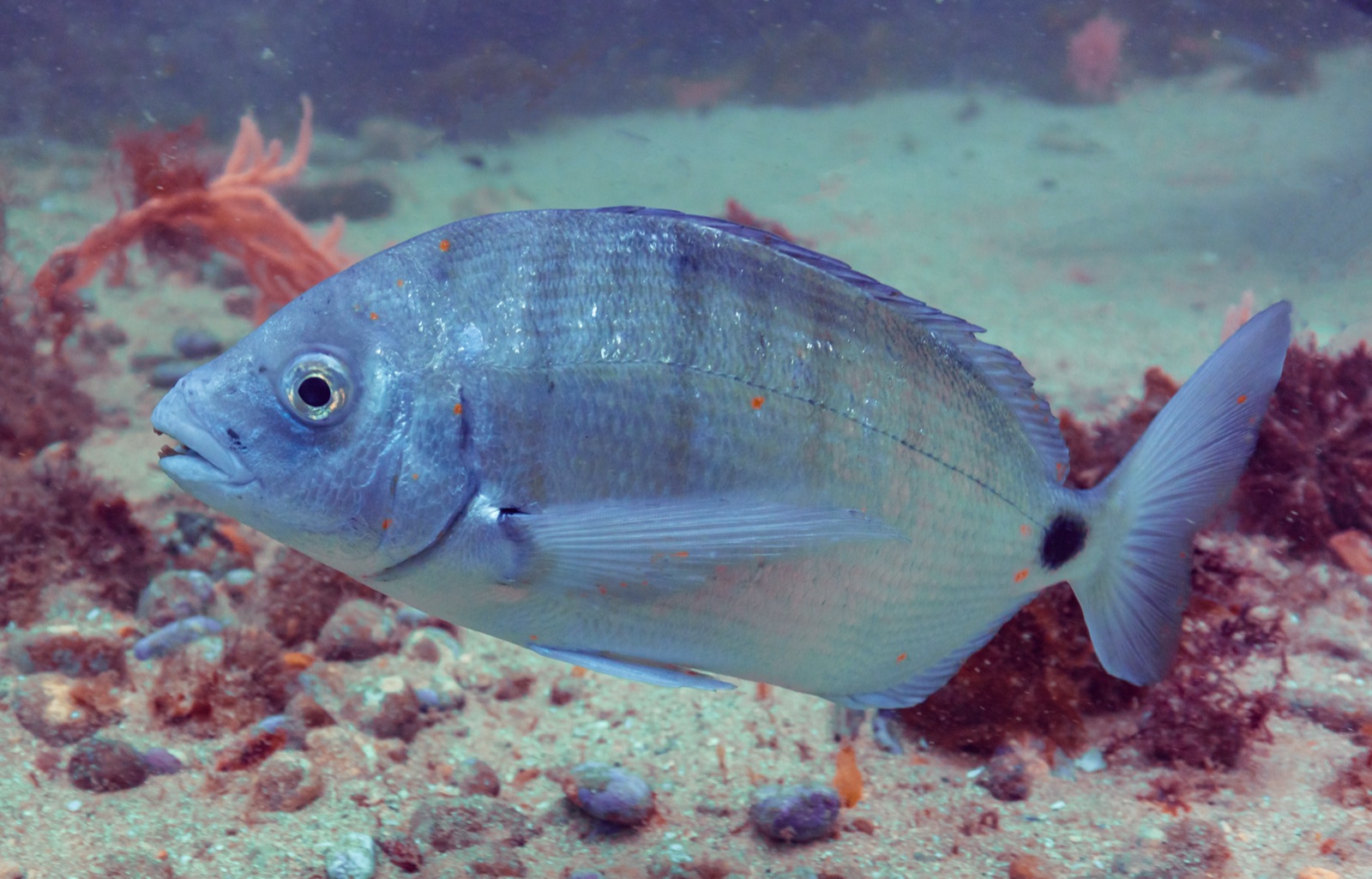 Photo of White seabream (Diplodus sargus)