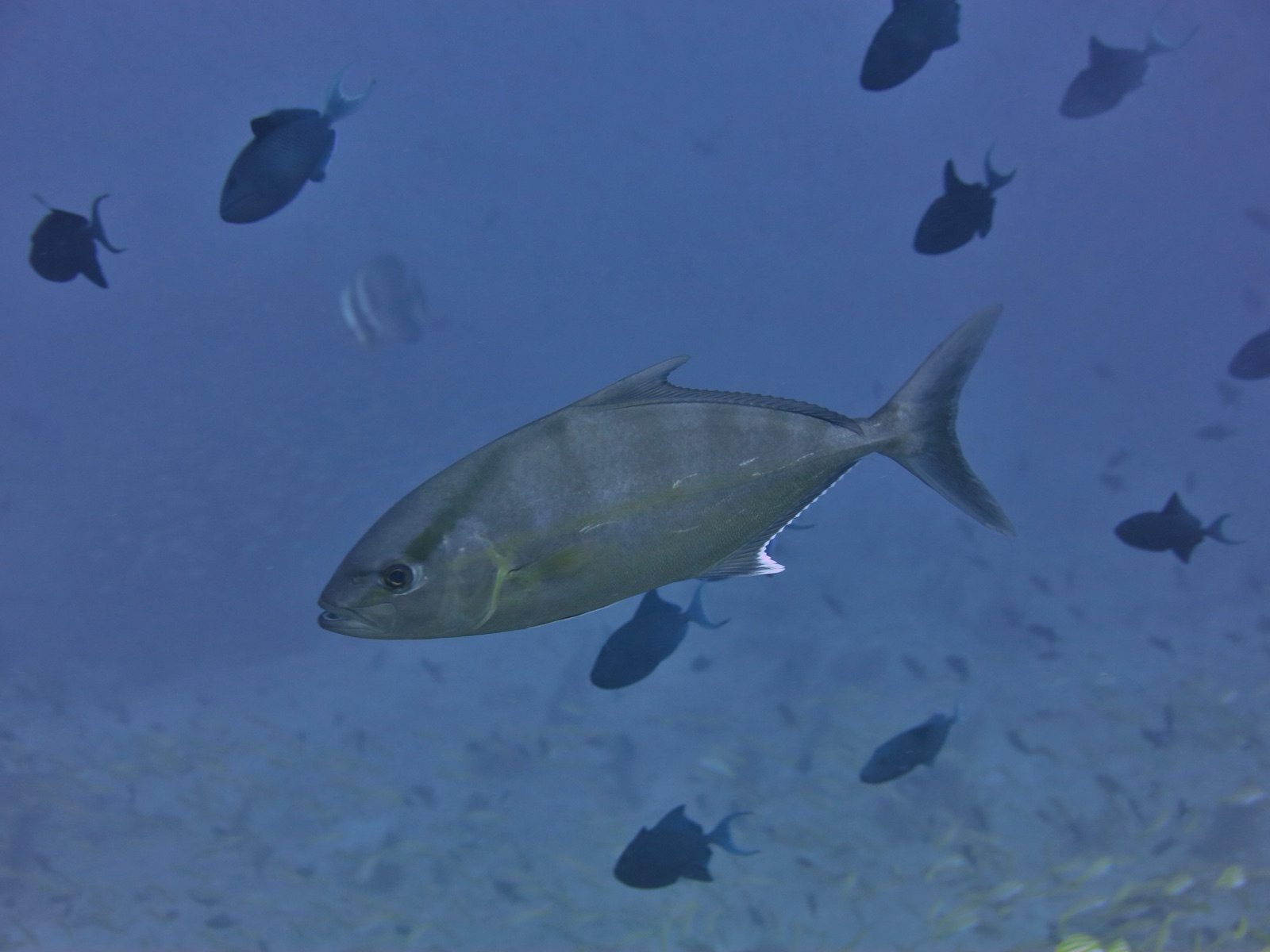 Photo of Almaco jack (Seriola rivoliana)