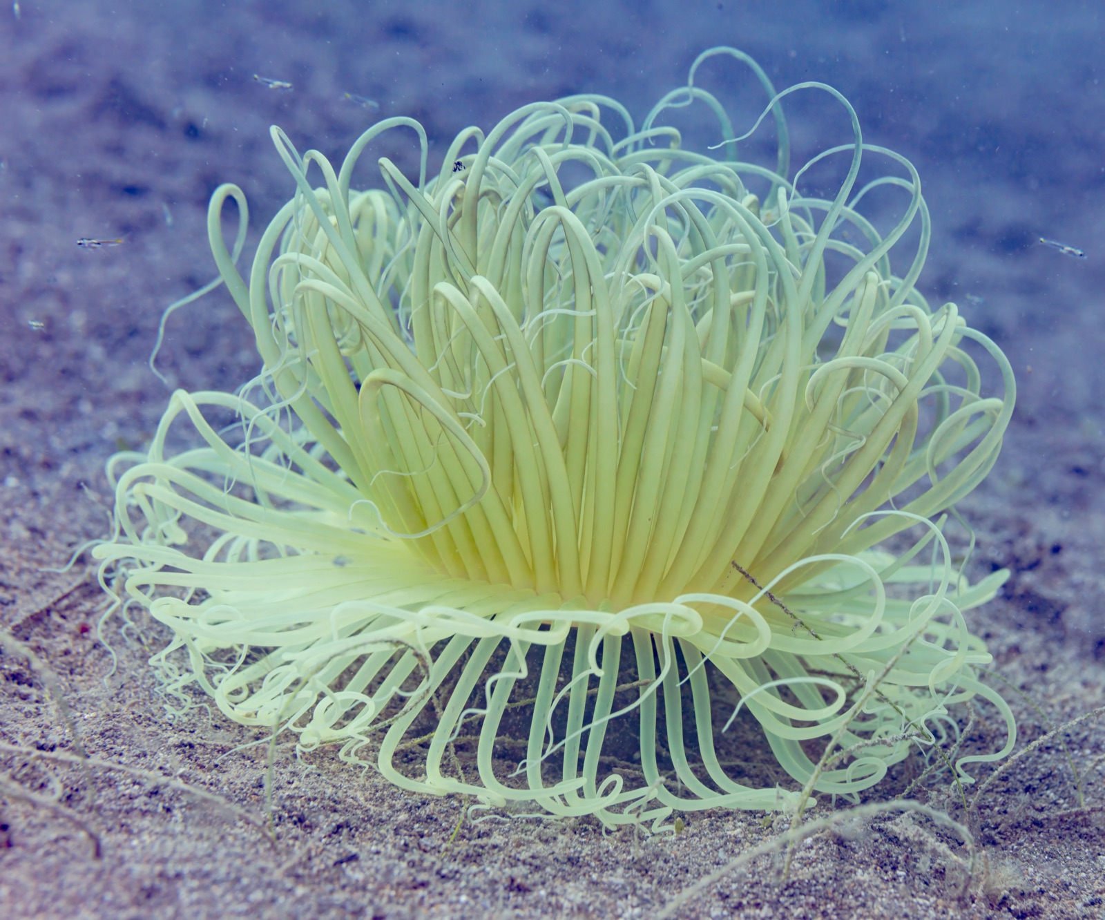 Photo of Long tentacle anemone (Macrodactyla doreensis)