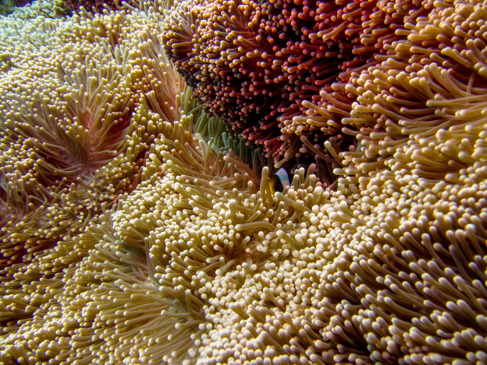 Photo of Giant carpet anemone (Stichodactyla gigantea)