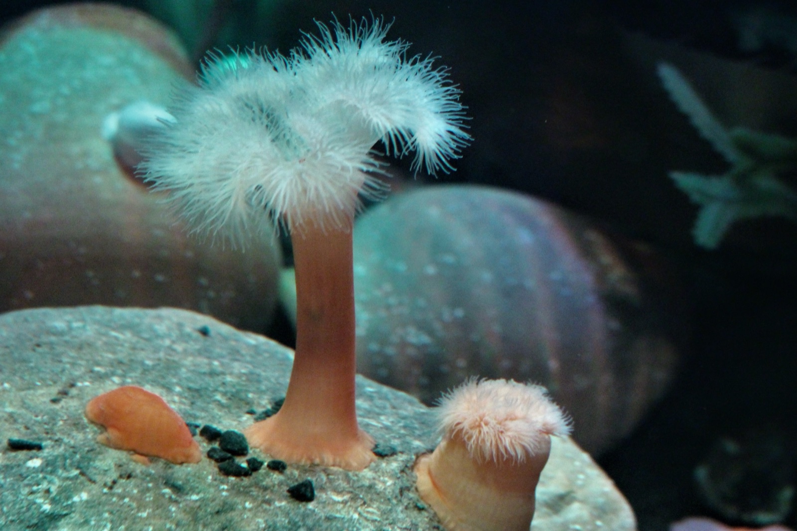 Photo of Plumose anemone (Metridium senile)