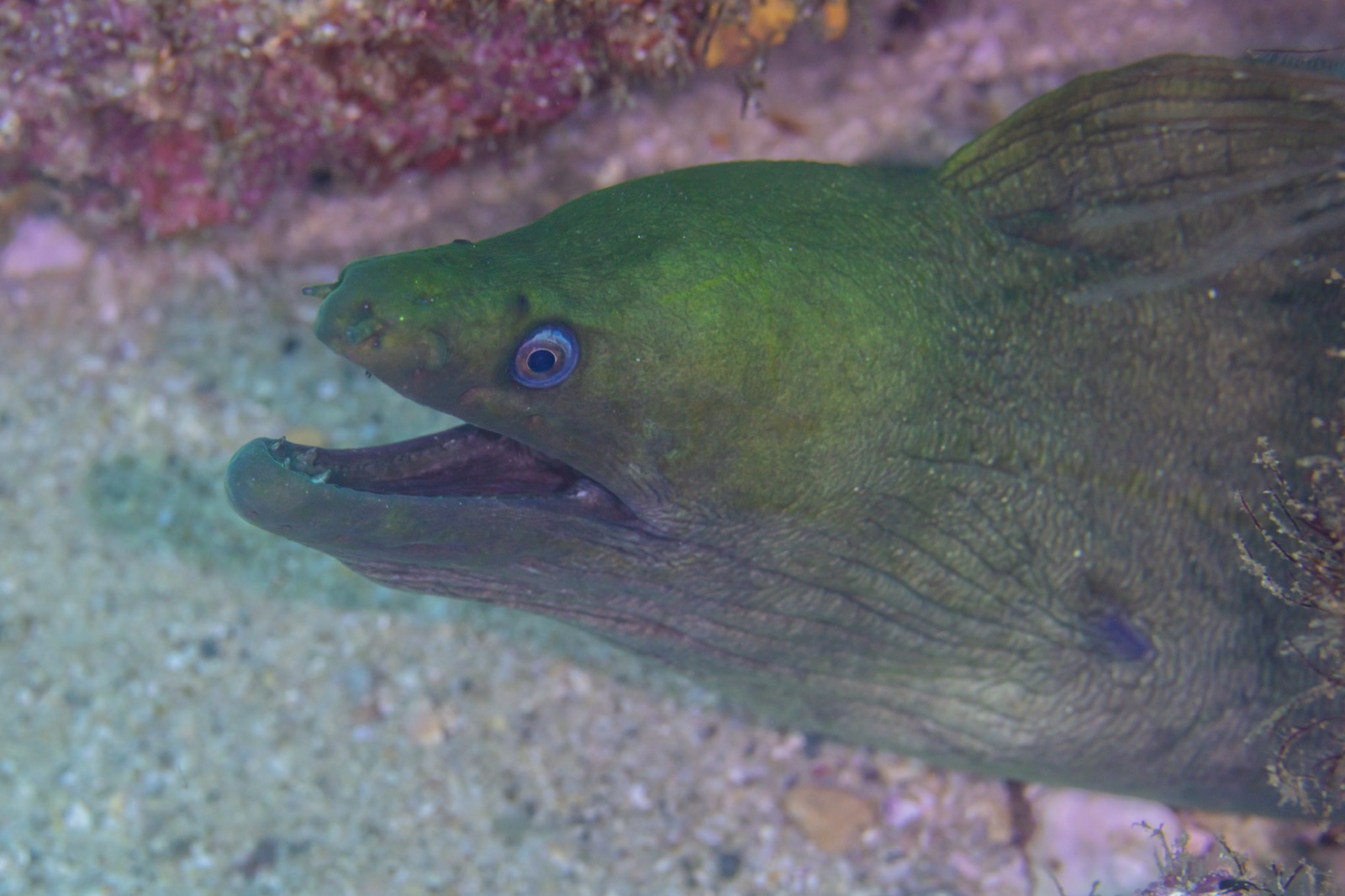 Foto de Morena castana (Gymnothorax castaneus)