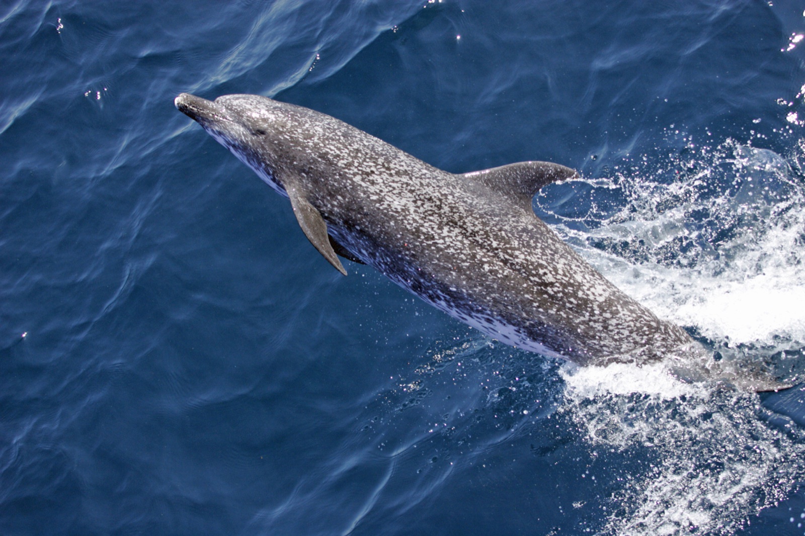 Photo of Atlantic spotted dolphin (Stenella frontalis)