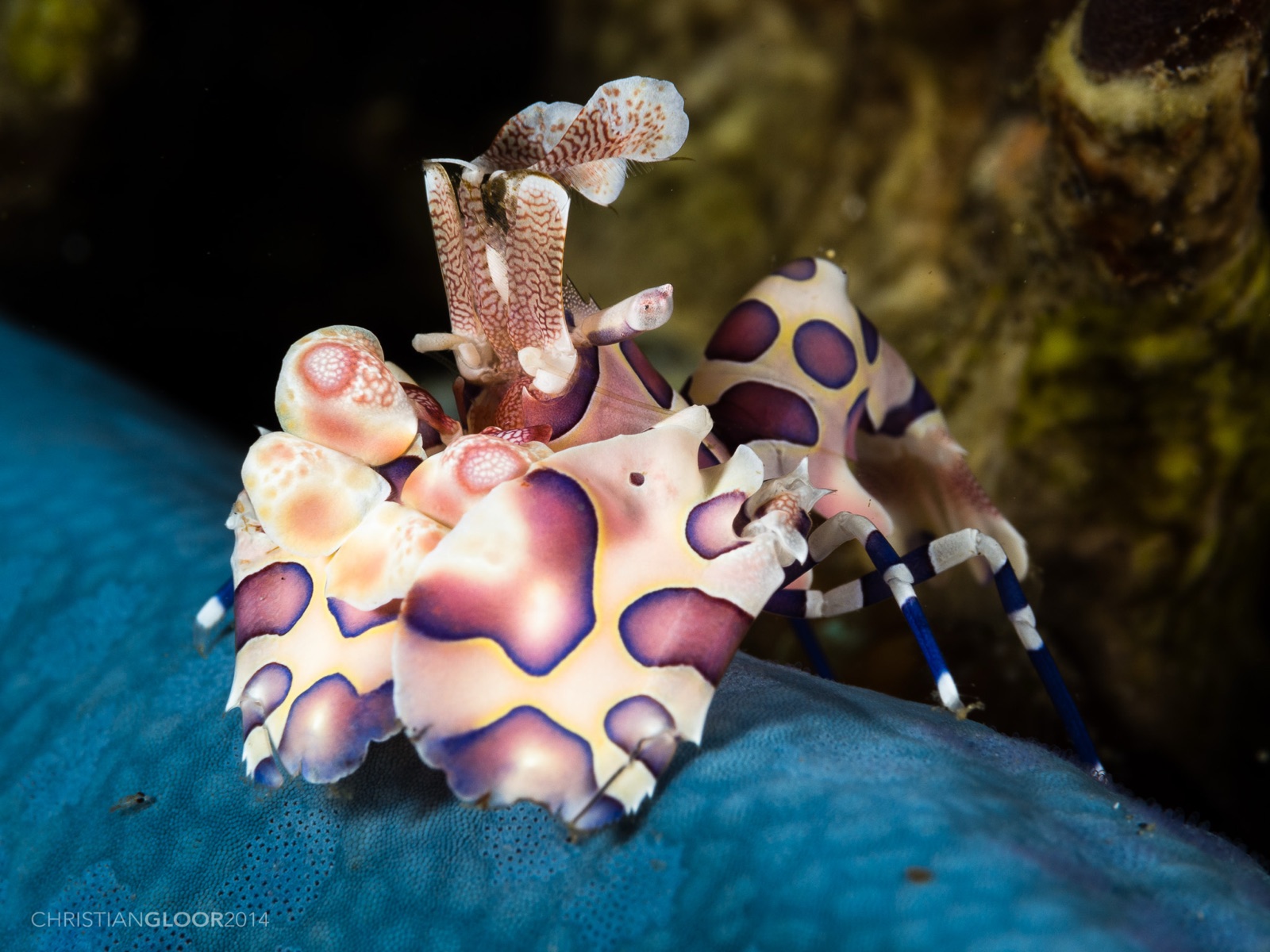 Photo of Harlequin shrimp (Hymenocera picta)