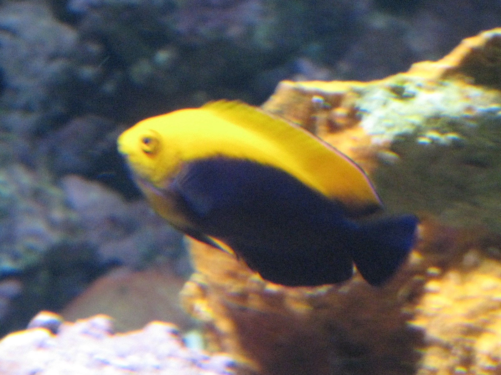 Photo de Poisson-ange flamboyant (Centropyge aurantonotus)