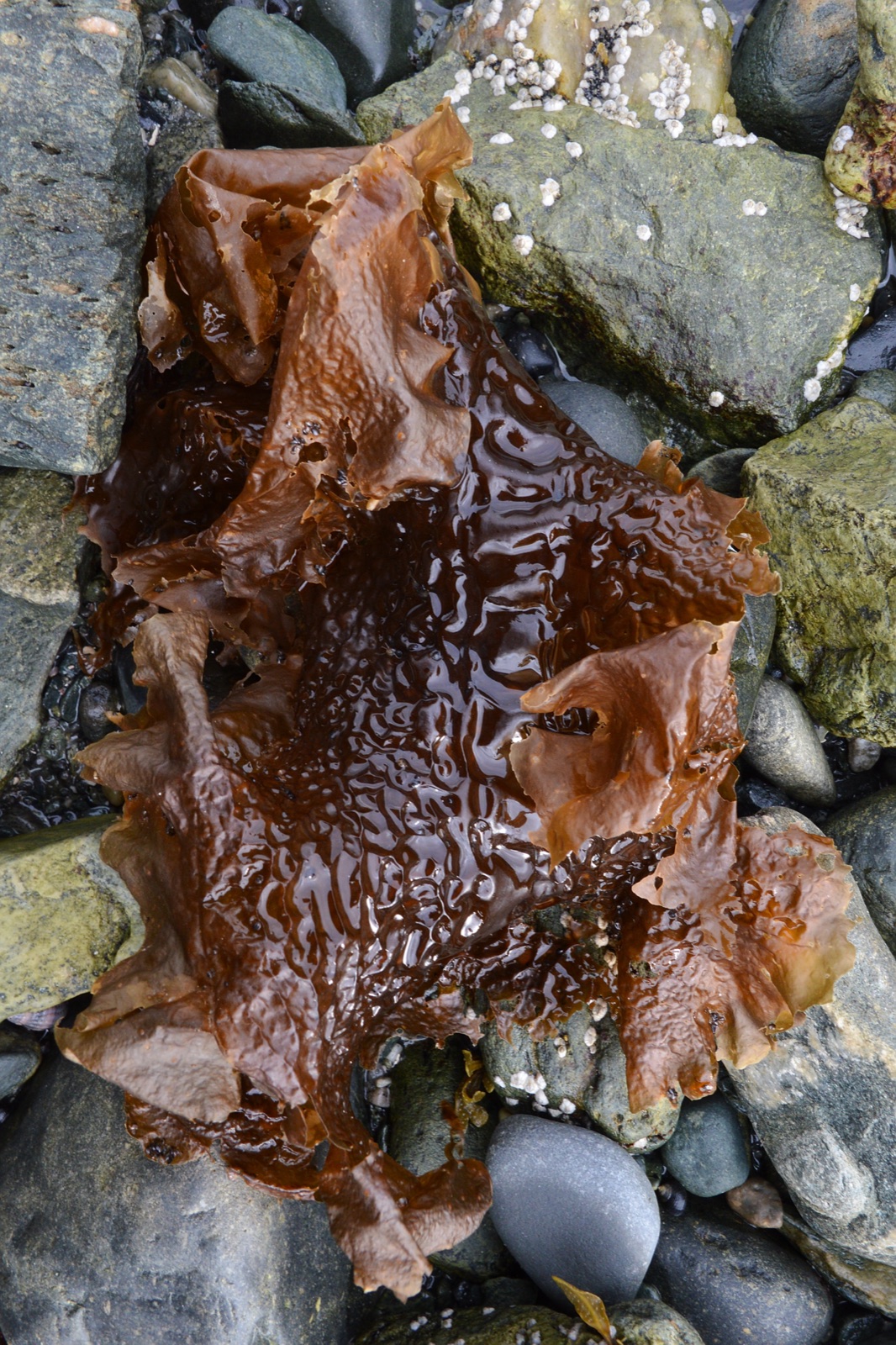 Photo of Sugar Kelp (Saccharina latissima)