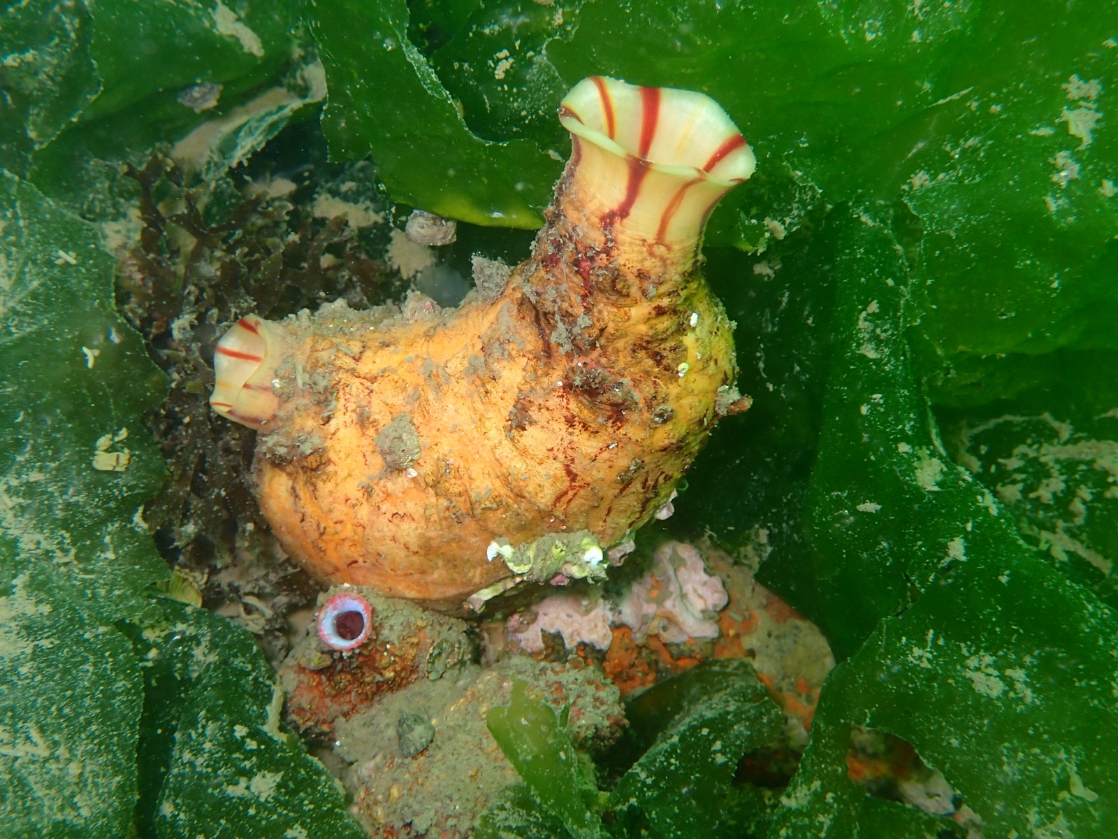 Photo of Sea fig (Microcosmus sabatieri)