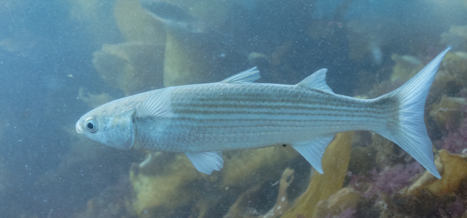 Photo of Flathead grey mullet (Mugil cephalus)