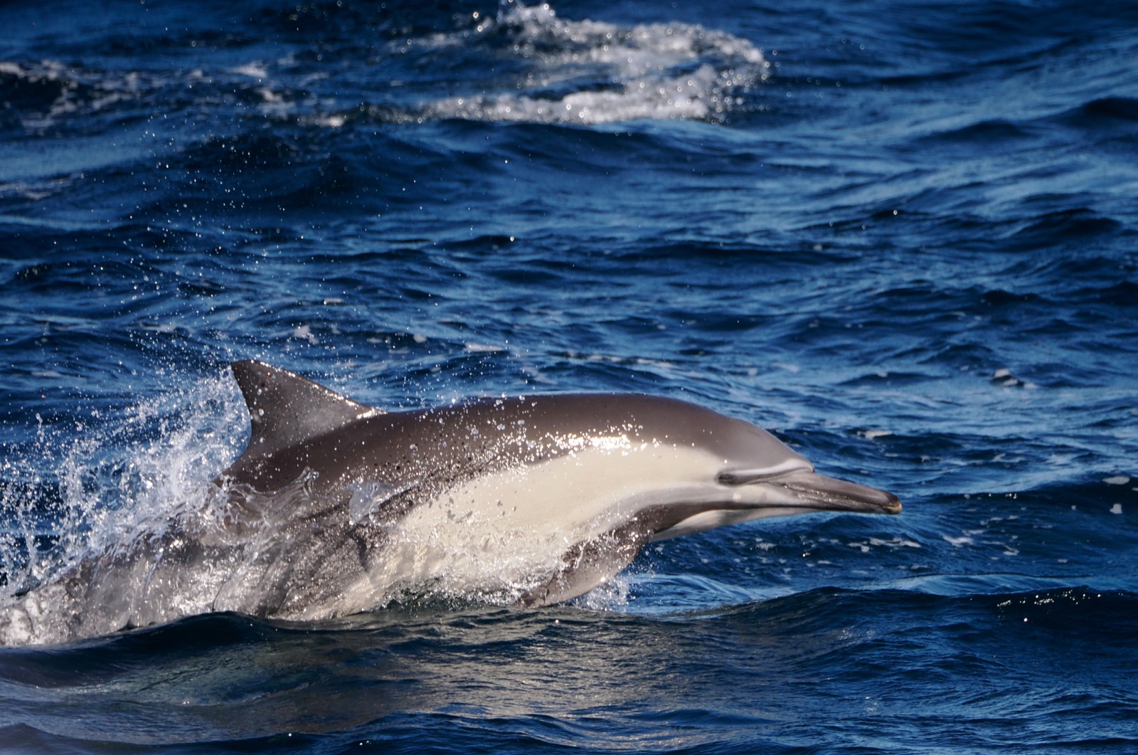 Photo of Common dolphin (Delphinus delphis)